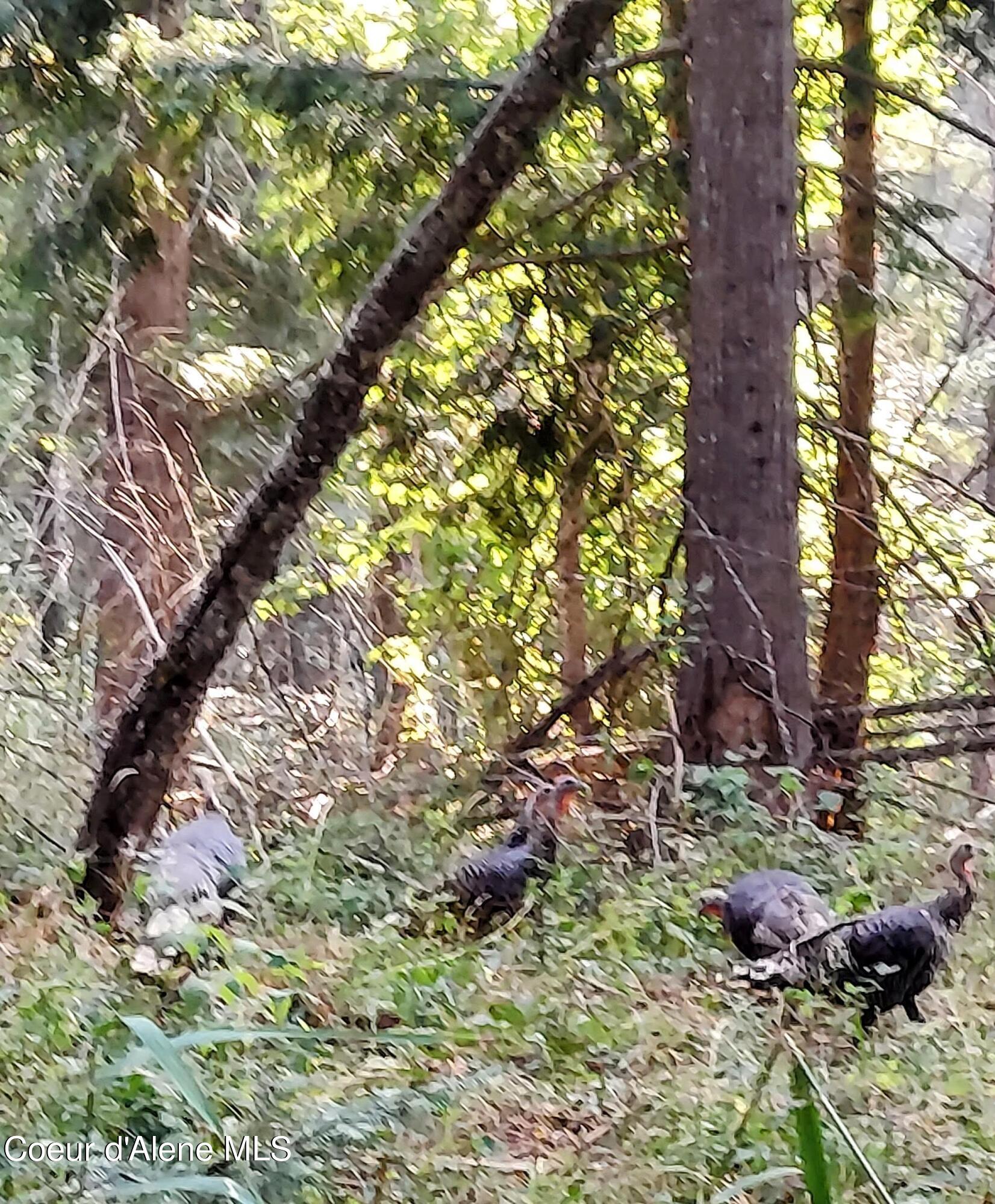 818 Silver Creek Road Clark Fork, ID 83811 - Photo 35 of 45 Turkeys
