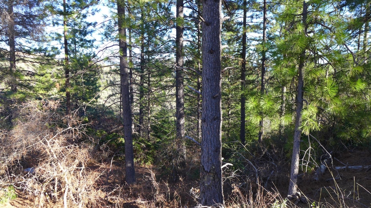 159-acres 159-acres Merry Mountain Road French Gulch, CA 96033 - Photo 24 of 26 P1000123