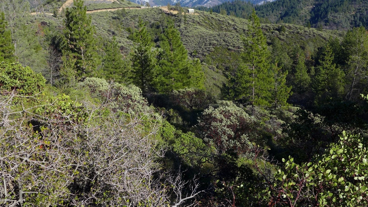 159-acres 159-acres Merry Mountain Road French Gulch, CA 96033 - Photo 26 of 26 P1000127