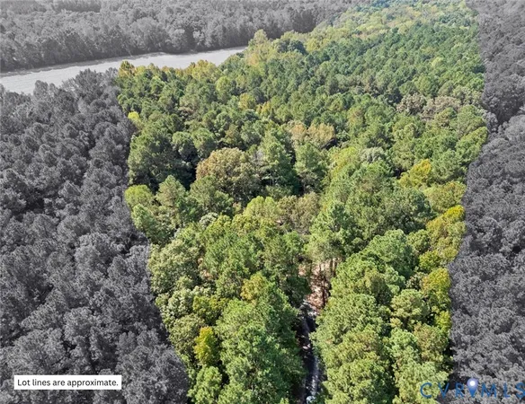 a view of a garden with a plant