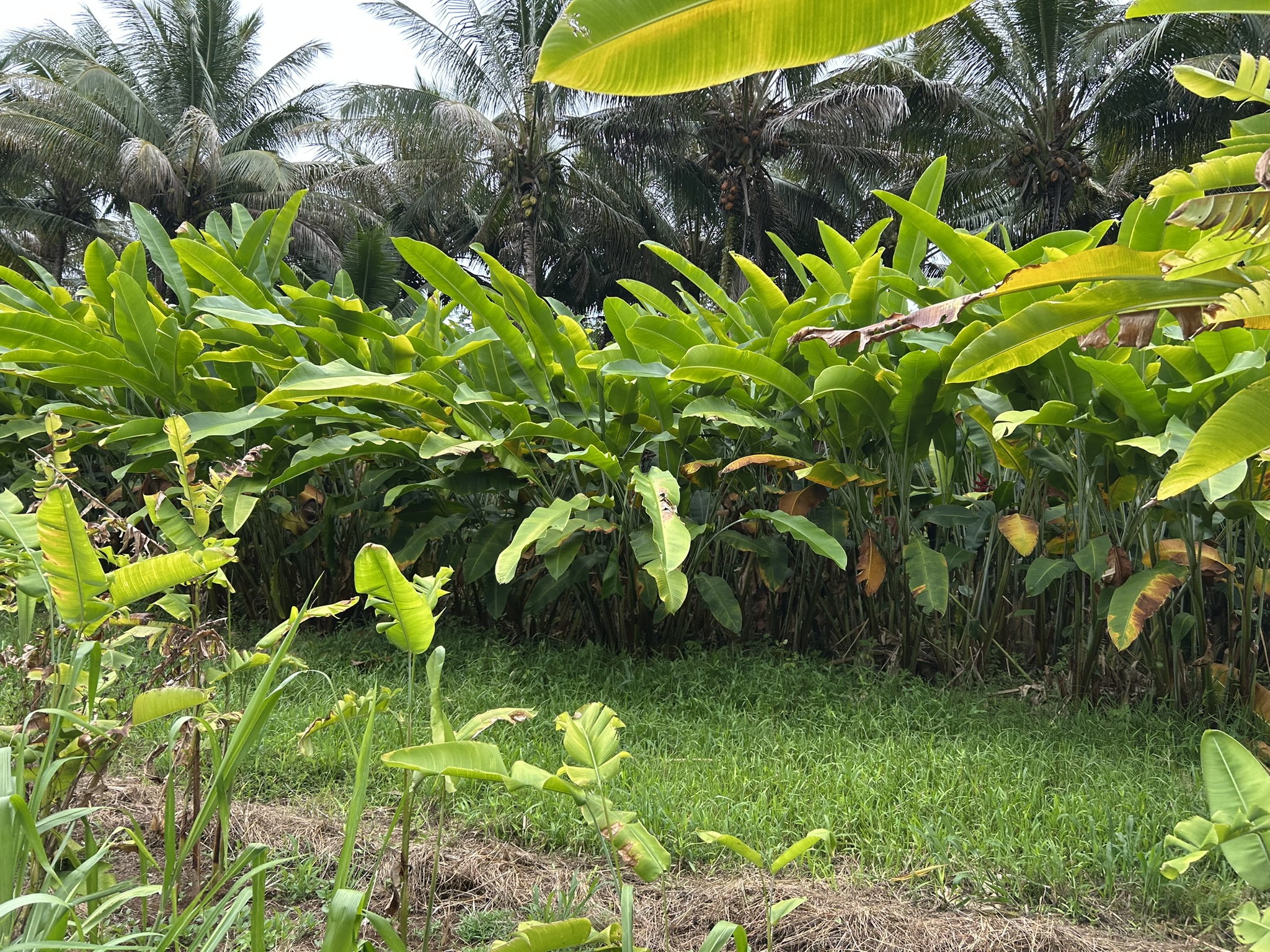 4 Lot Papaikou, HI 96781 - Photo 19 of 29 a close up of a plant in a garden