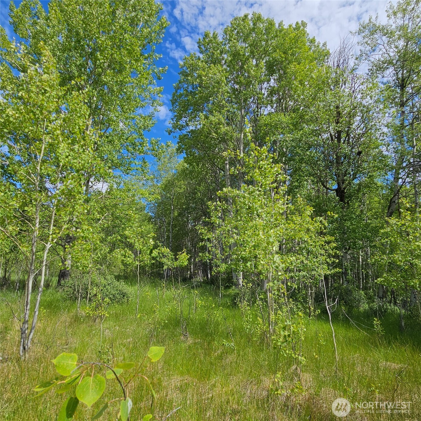 111-tbd Summer Road Tonasket, WA 98855 - Photo 4 of 28 Gallery Image 4