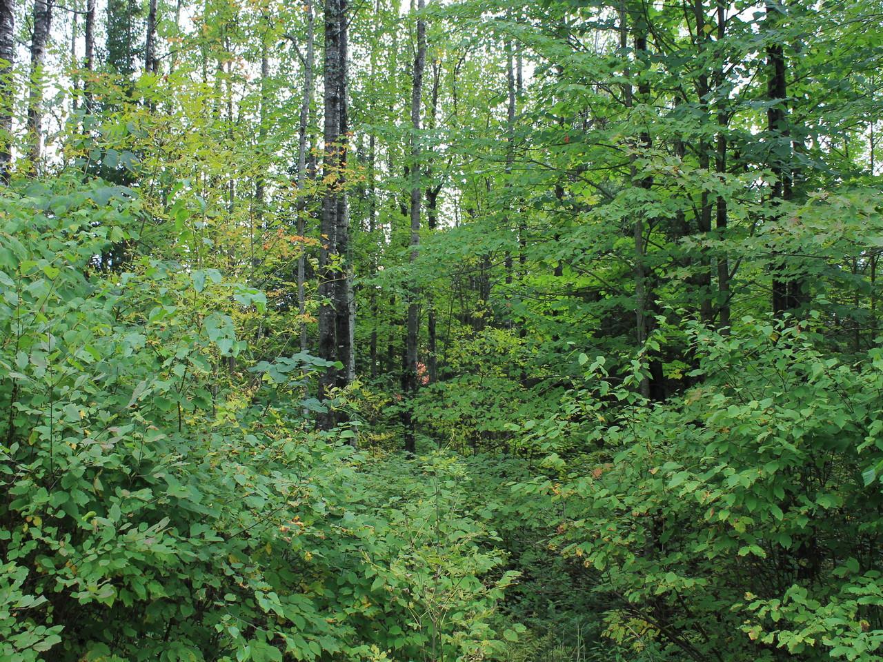 Three Ten Road, Unit LOT 25 Mercer, WI 54547 - Photo 9 of 15 Gallery Image 9