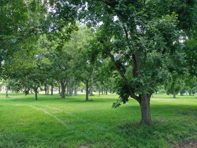 a view of grassy field with benches