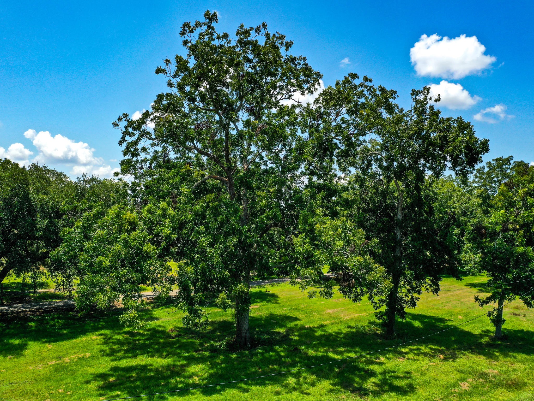 0 Texas Avenue Boling, TX 77420 - Photo 15 of 22 a backyard of a house with lots of green space