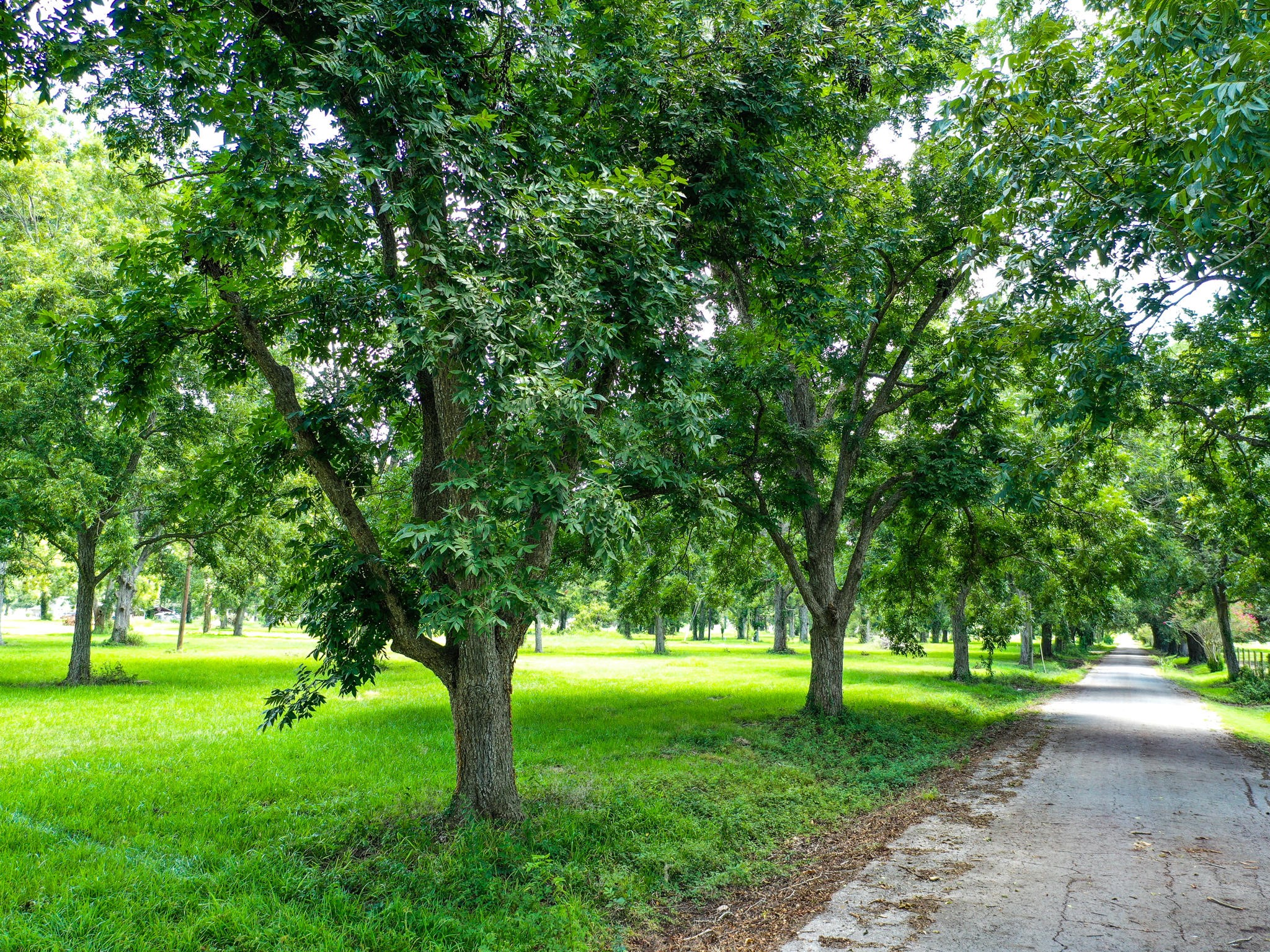 0 Texas Avenue Boling, TX 77420 - Photo 4 of 22 a huge green field with lots of trees