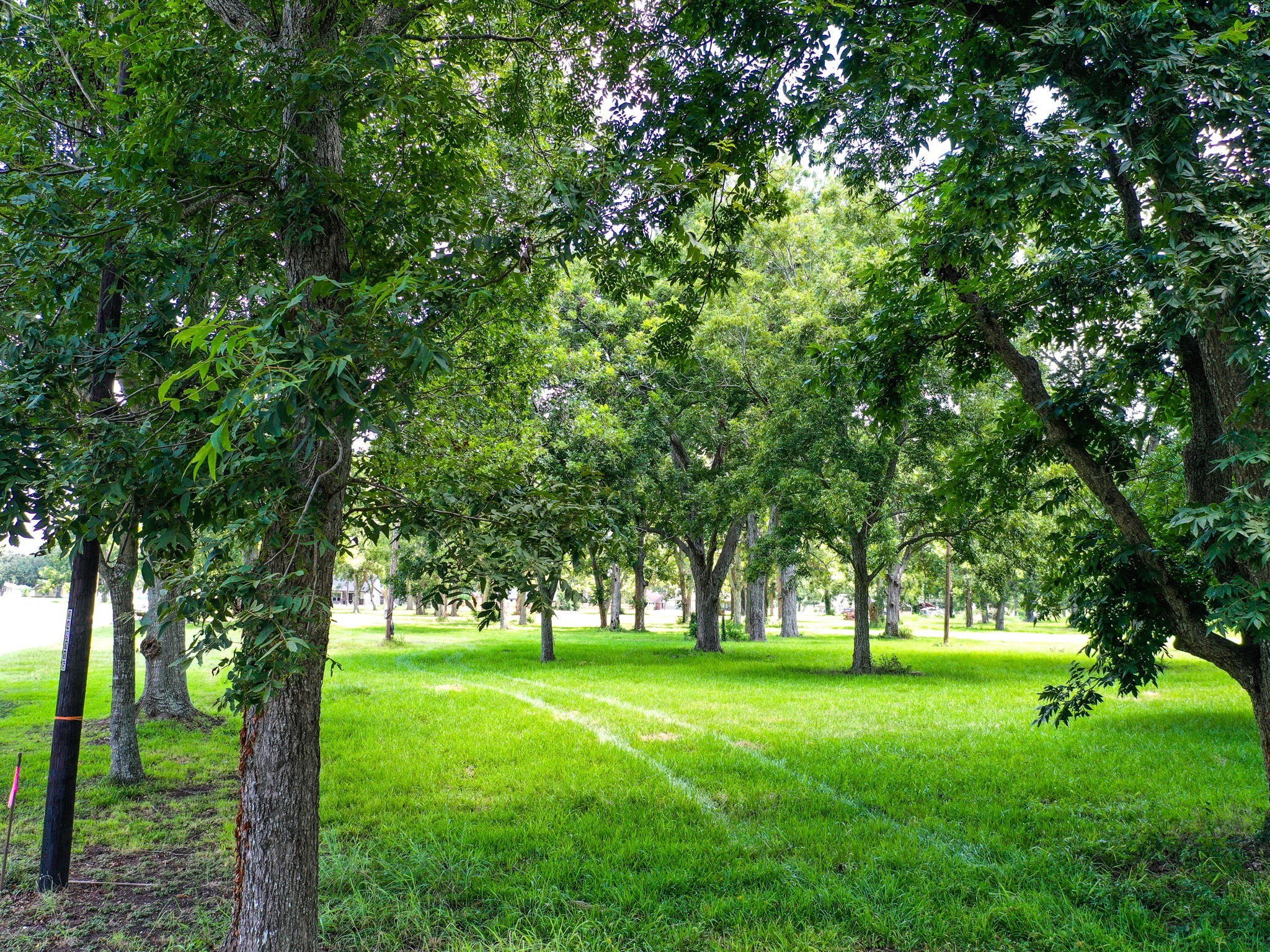 0 Texas Avenue Boling, TX 77420 - Photo 7 of 22 a huge green field with lots of trees