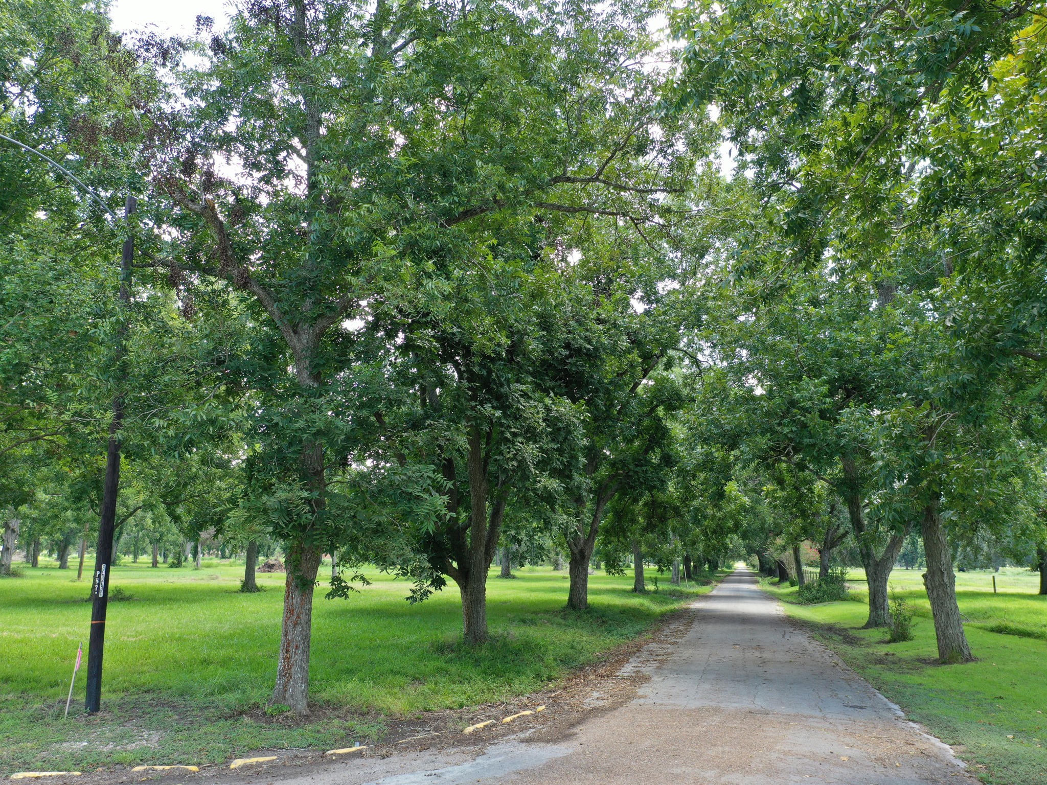 0 Texas Avenue Boling, TX 77420 - Photo 9 of 22 a green field with lots of trees