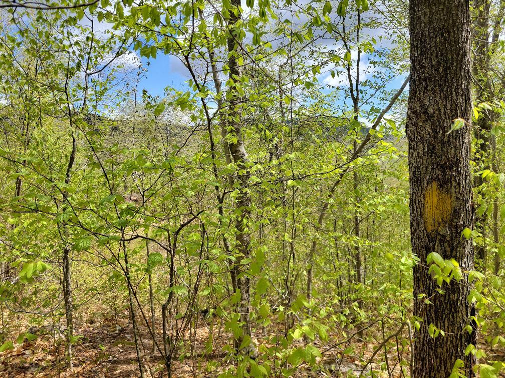 Lot 11 Swift River Road Byron, ME 04275 - Photo 43 of 72 photo_b9b1bbfa-c38e-4863-a59e-cc643bc3d8