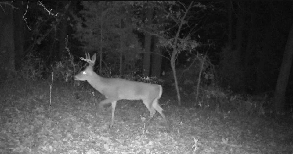 840 Miller Road Ola, AR 72853 - Photo 4 of 23 buck on land