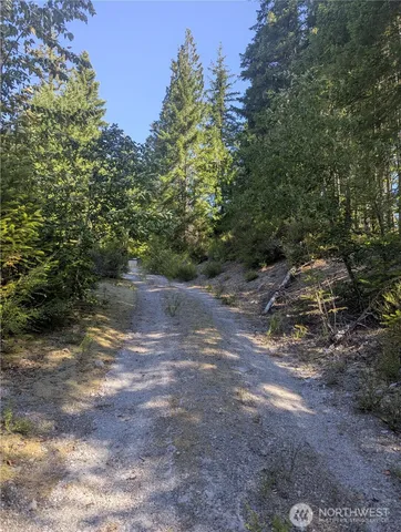 a view of a forest with trees