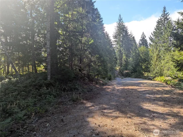a view of a yard with plants and trees