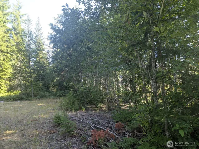 a view of a forest with trees in the background