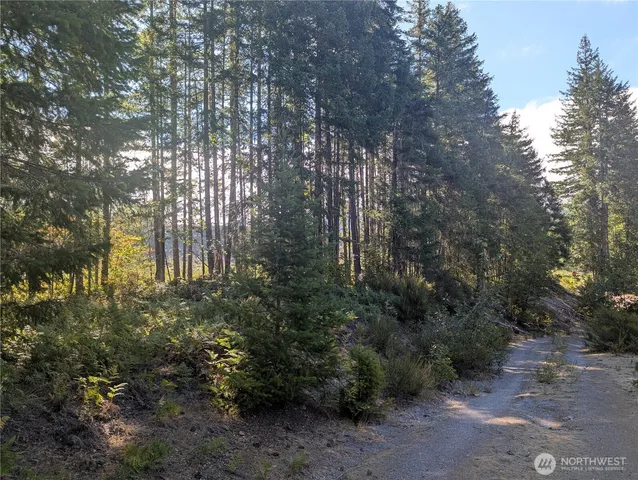 a view of a forest with trees