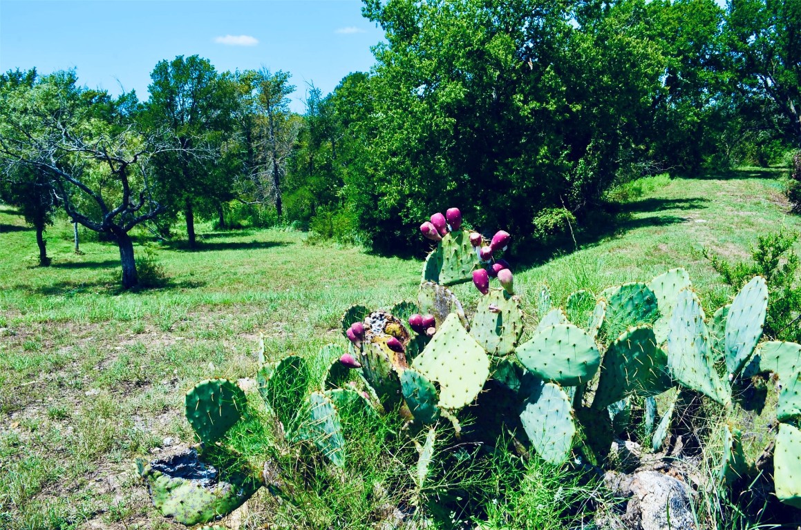 8060 County Road 210 Bertram, TX 78605 - Photo 6 of 40 View of green lawn