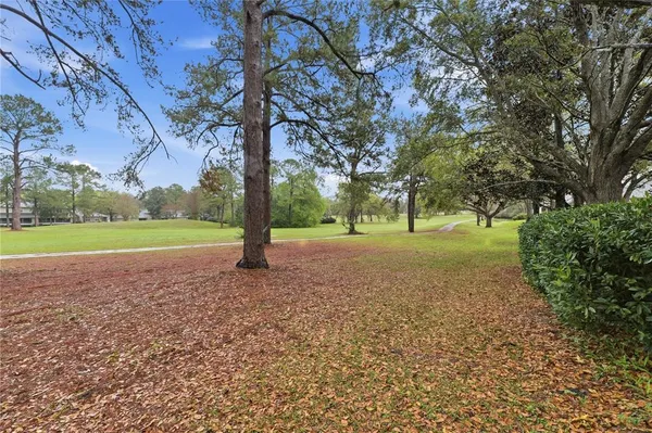 a view of a tree in a park
