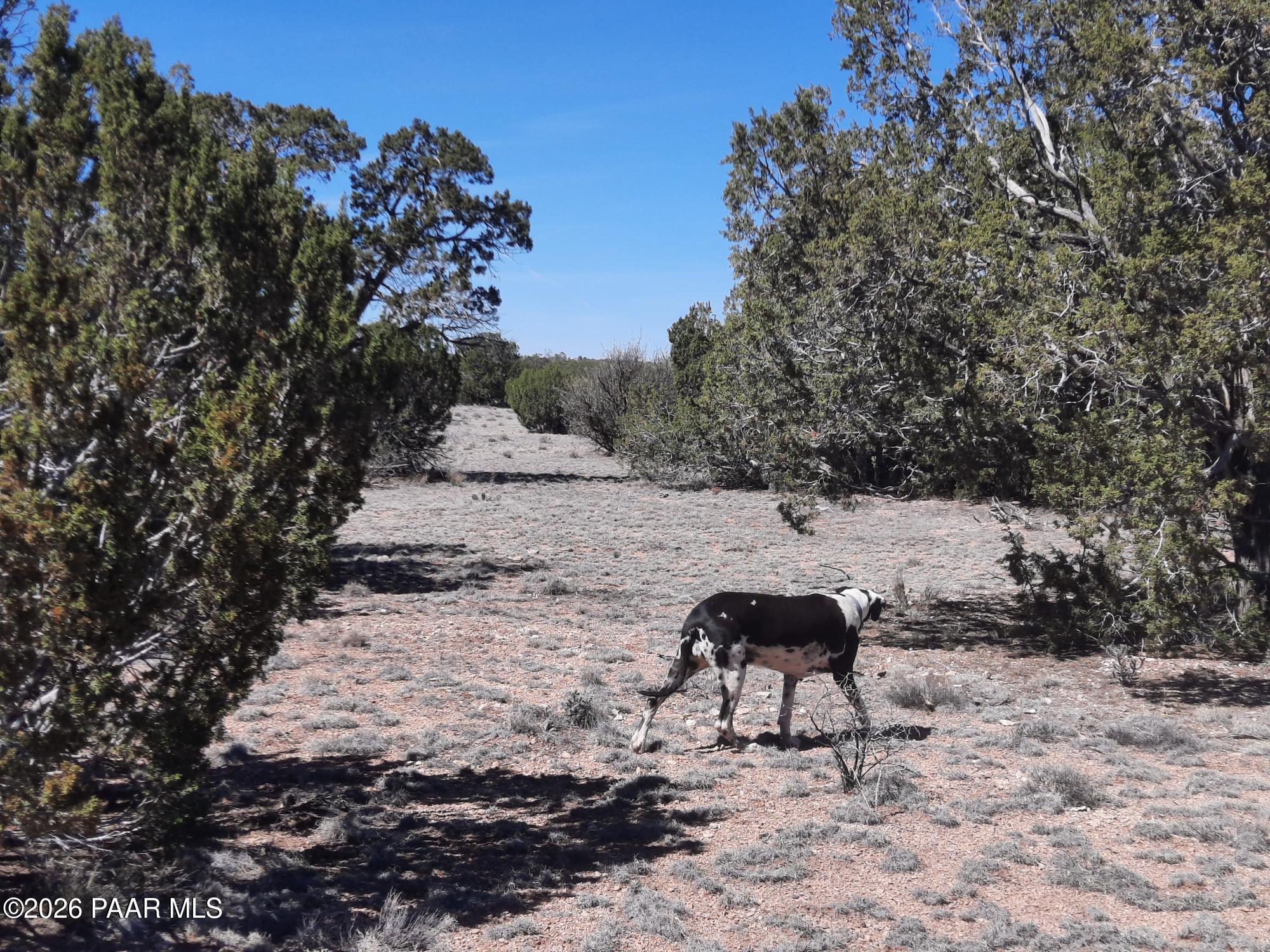 Lot 265 North Rocky Top Road Seligman, AZ 86337 - Photo 2 of 14 20260317_121628