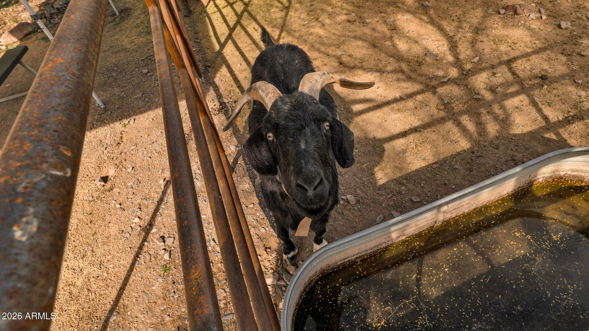 6447 East Lone Mountain Road North Cave Creek, AZ 85331 - Photo 36 of 44 Friendliest Goat