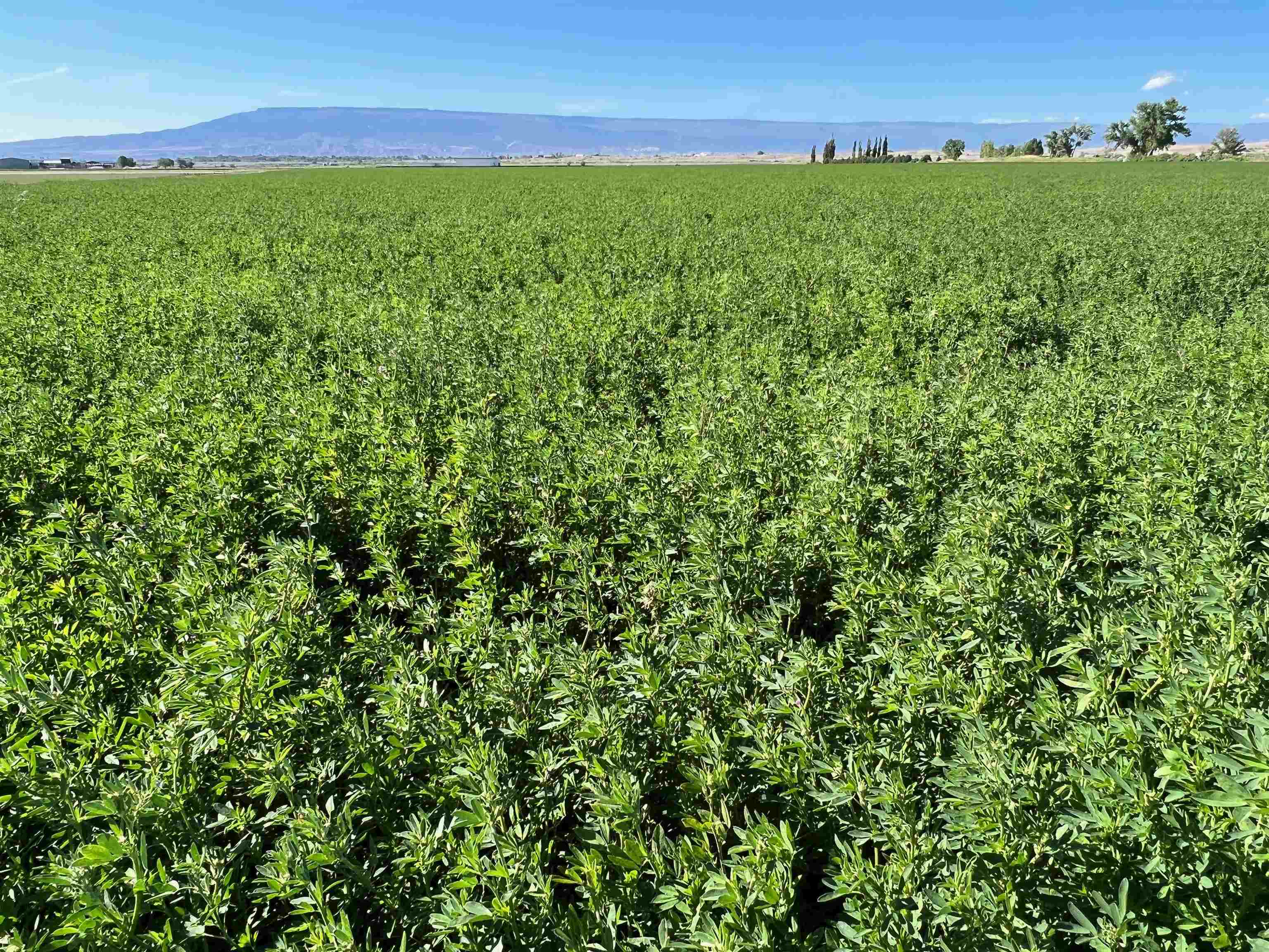 18668 B50 Road Delta, CO 81416 - Photo 4 of 4 a view of a green field