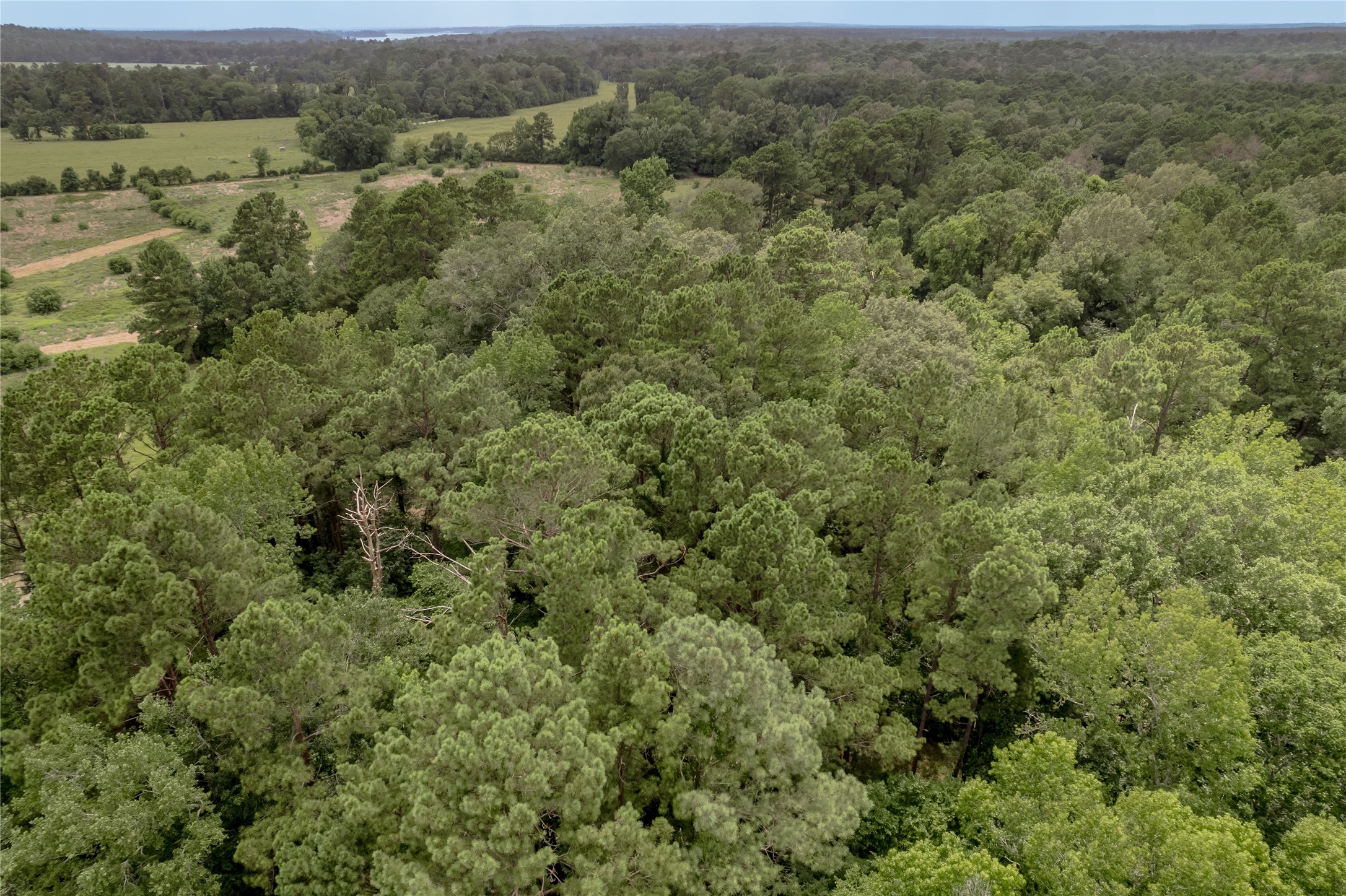 438 Cody Road Trinity, TX 75862 - Photo 37 of 50 Lush, expansive forested area with dense greenery, offering a serene and private setting. Ideal for nature lovers seeking tranquility and space.