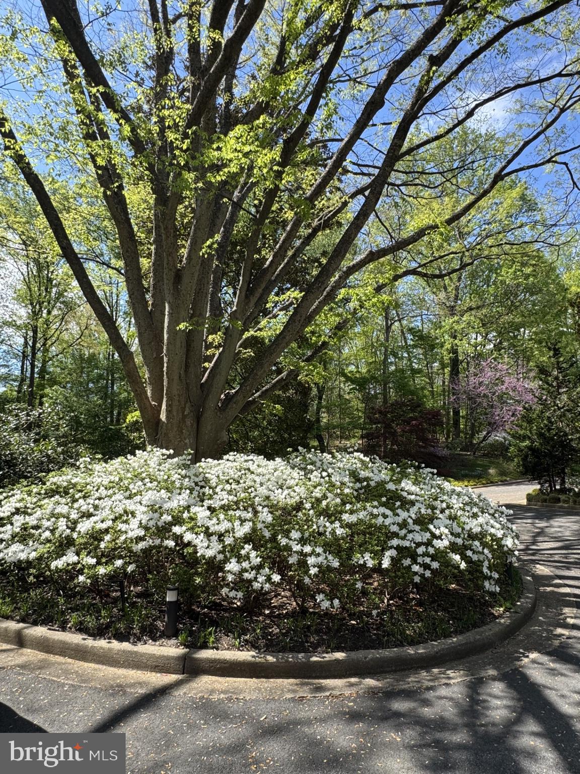 700 Belgrove Road McLean, VA 22101 - Photo 75 of 86 Azaleas Galore!