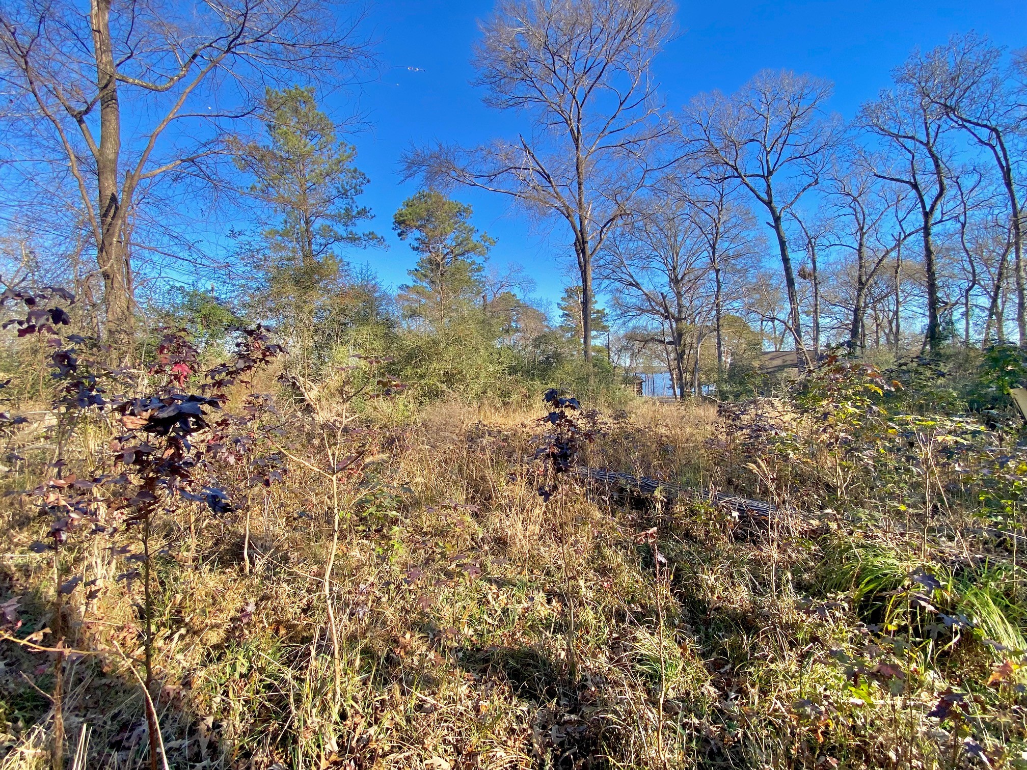 a view of a yard with plants and trees