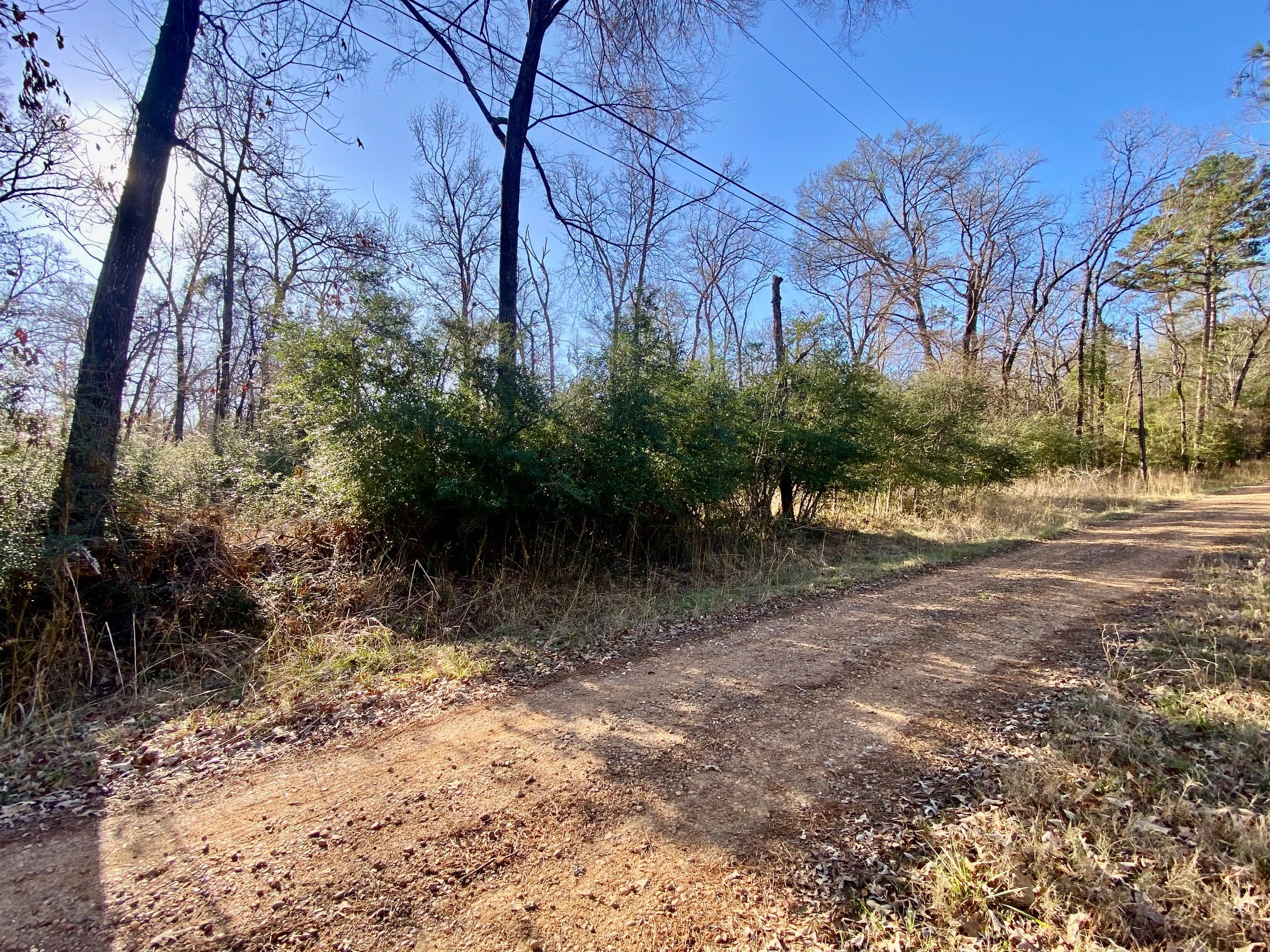 Lot #9 Tall Timber Road Crockett, TX 75835 - Photo 13 of 15 a view of a yard with plants and trees