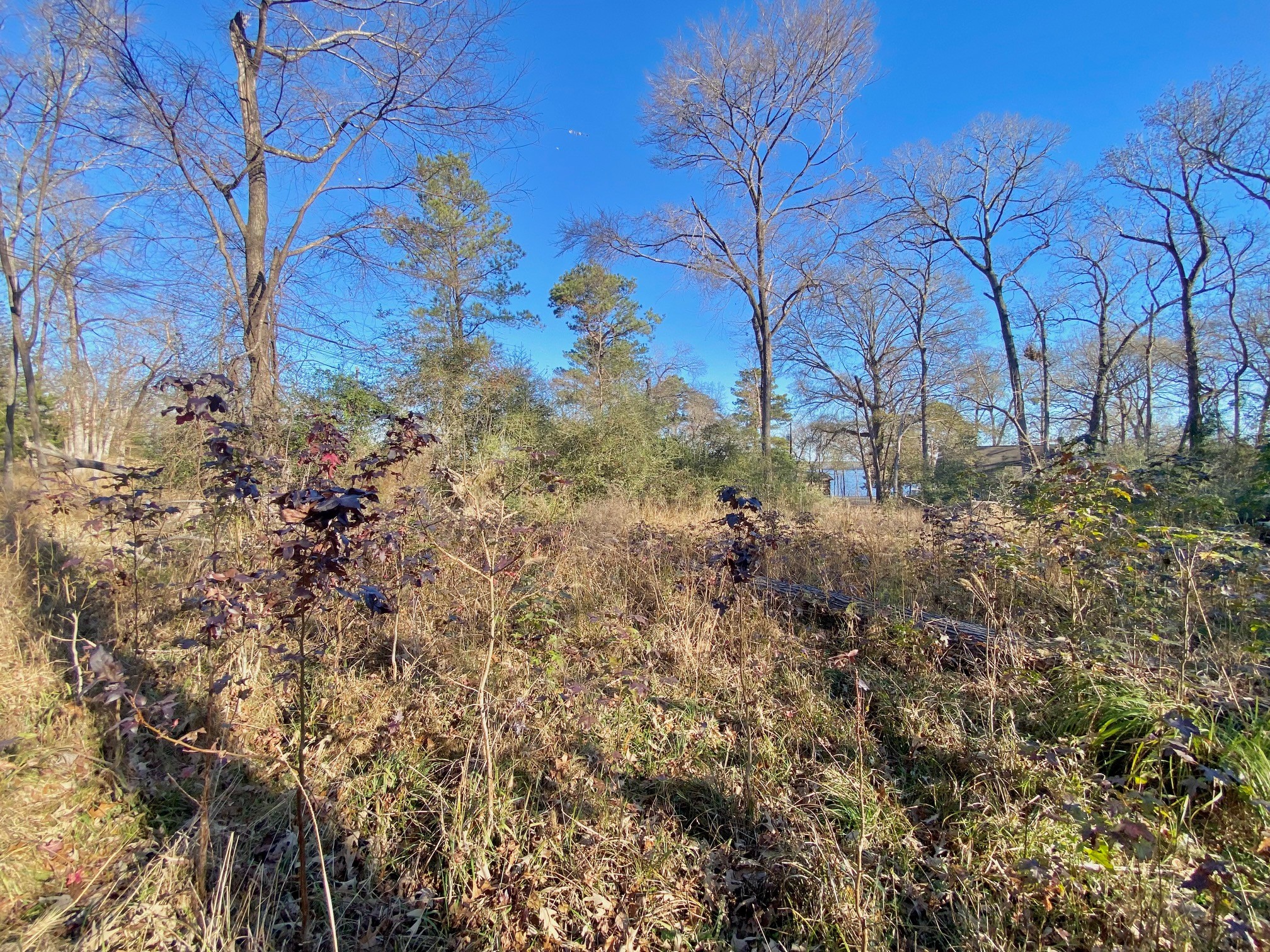 Lot #9 Tall Timber Road Crockett, TX 75835 - Photo 2 of 15 a view of a yard