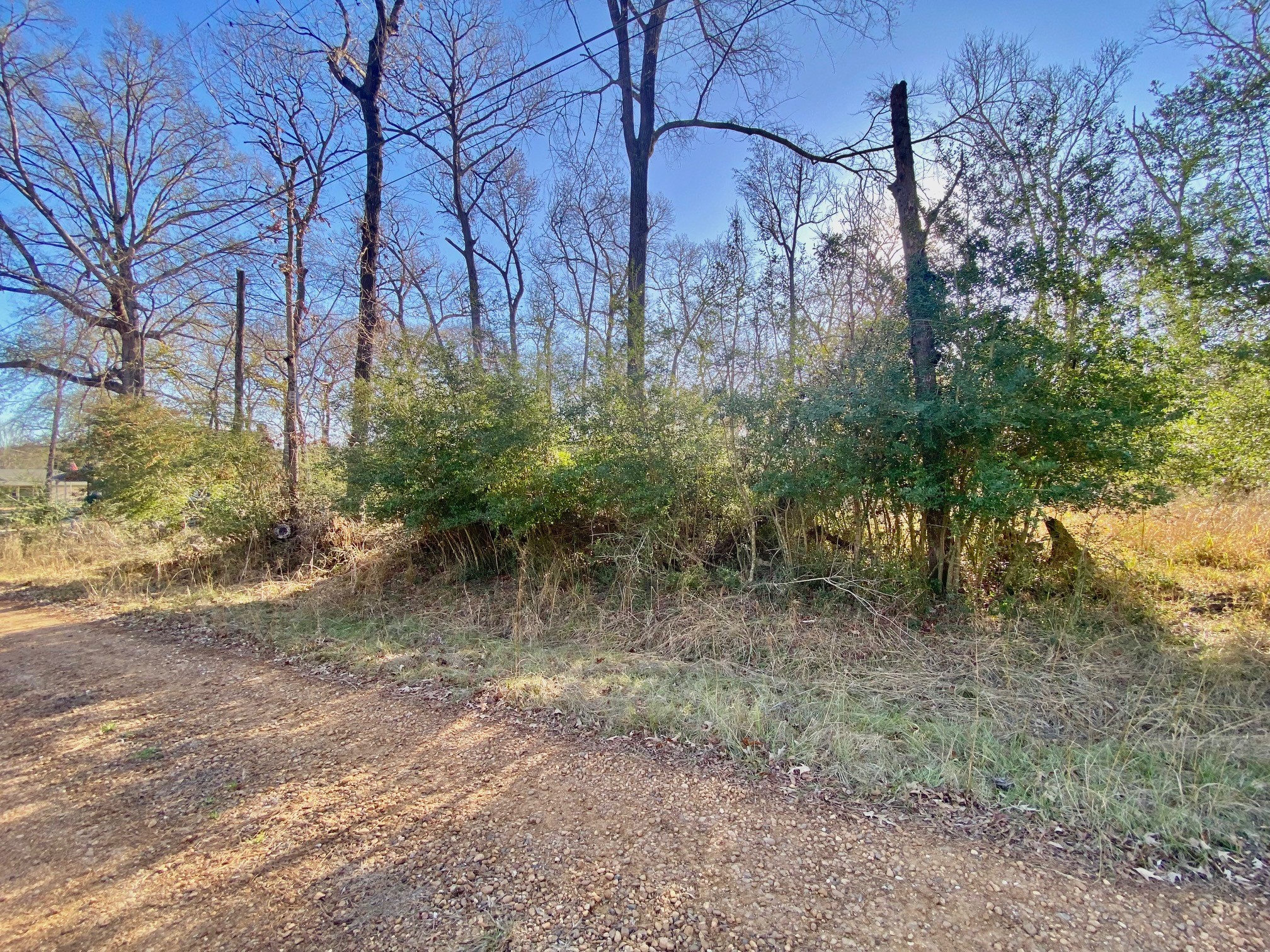 Lot #9 Tall Timber Road Crockett, TX 75835 - Photo 4 of 15 a view of a yard with plants and trees