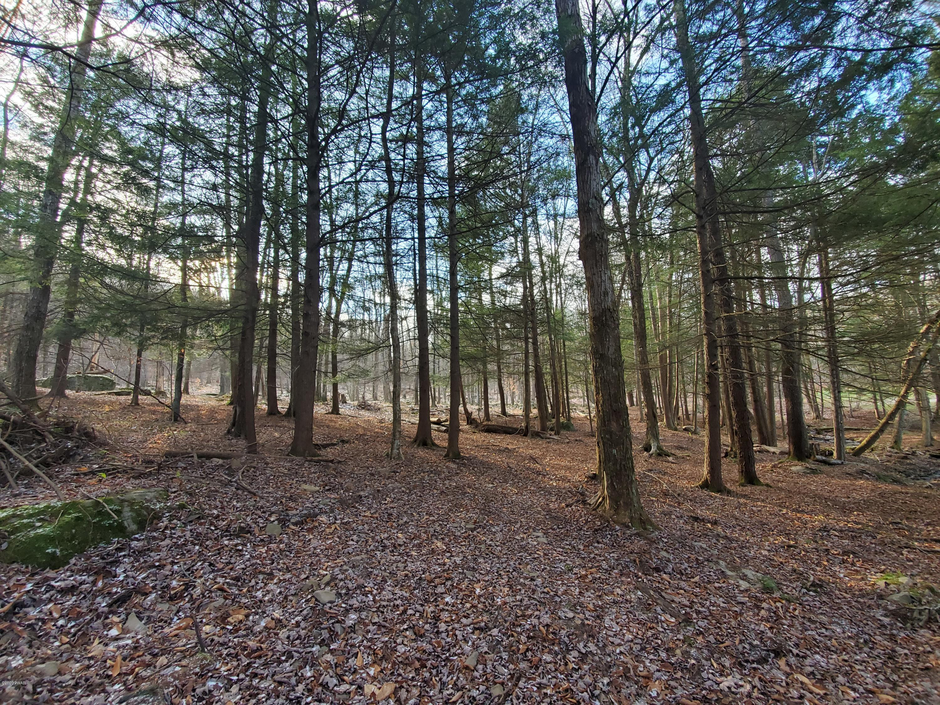 Layton Road Equinunk, PA 18417 - Photo 11 of 12 Woods