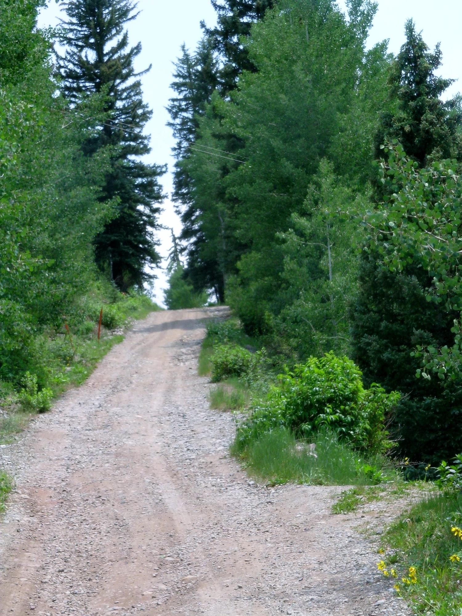 213 South Silver Street Rico, CO 81332 - Photo 2 of 24 a view of a yard with plants and a trees