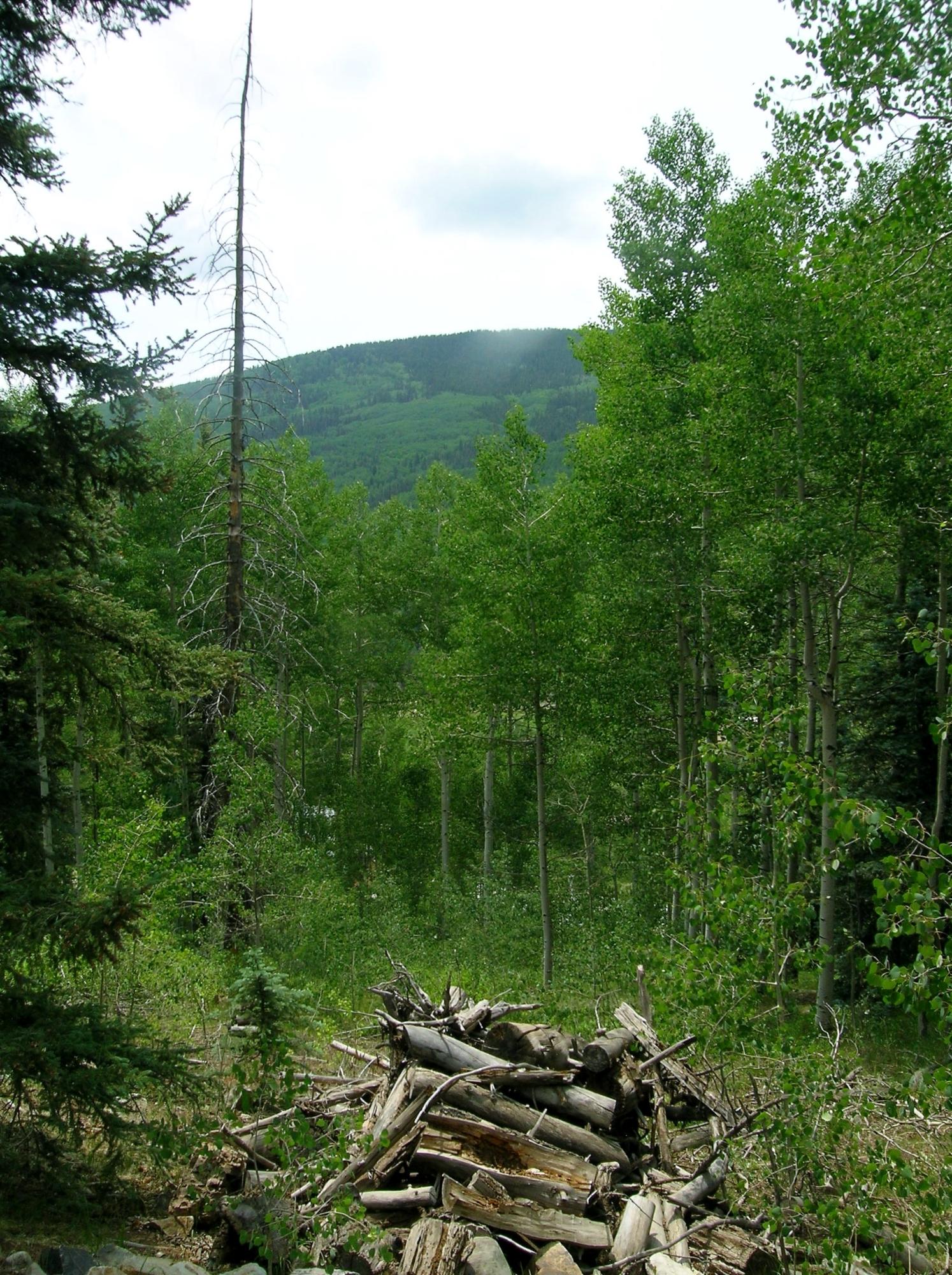 213 South Silver Street Rico, CO 81332 - Photo 6 of 24 a view of a green field
