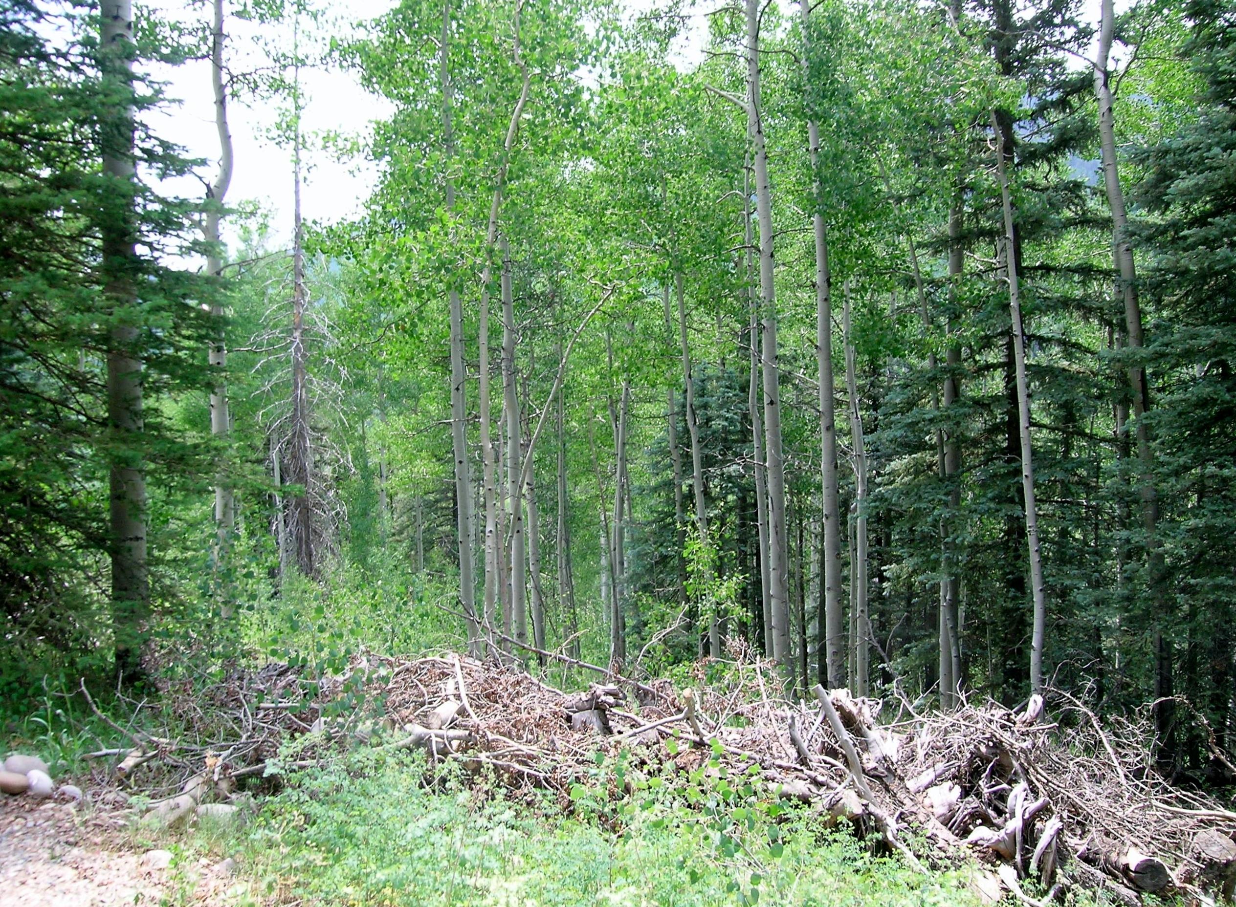 213 South Silver Street Rico, CO 81332 - Photo 9 of 24 a view of outdoor space and yard