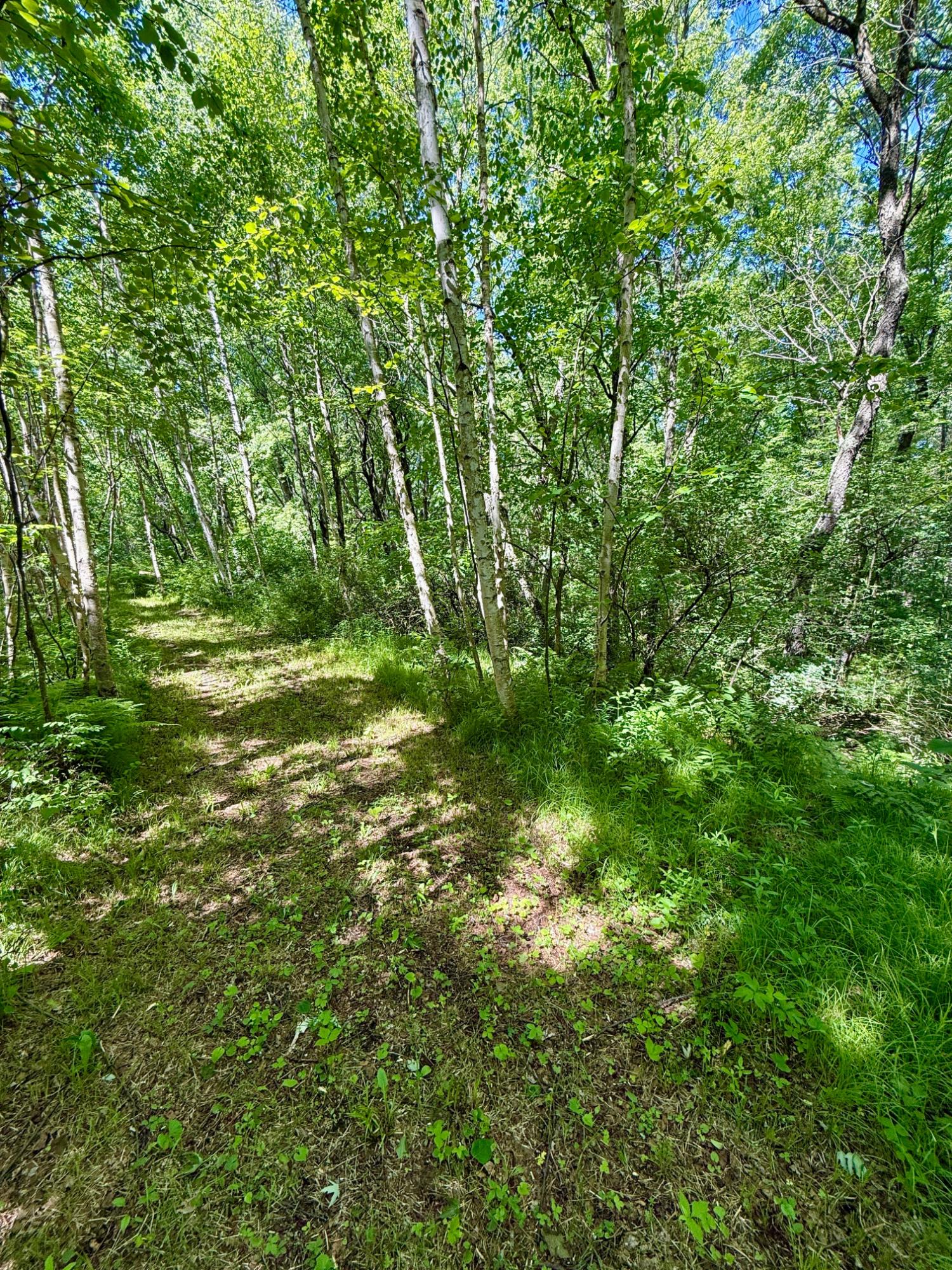 Lot 7 Pine River Road Tomahawk, WI 54487 - Photo 12 of 22