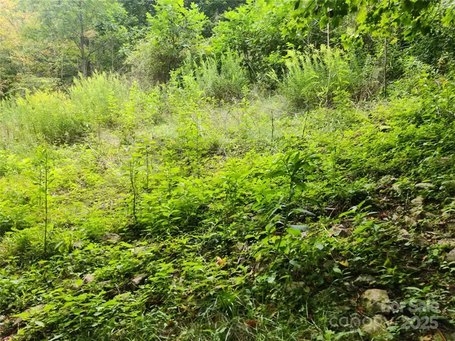 a view of a garden with plants