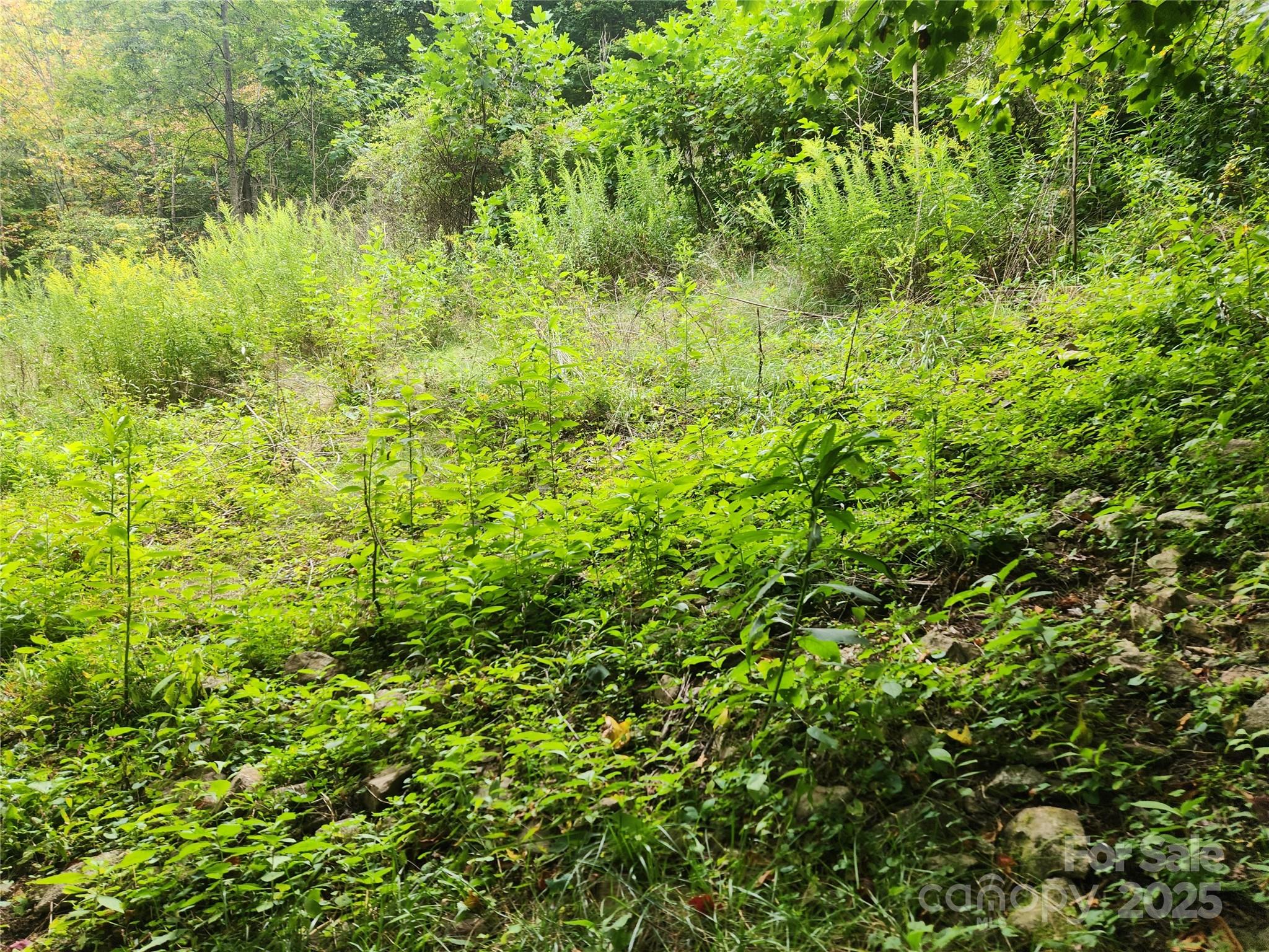 1925 South Fork Road Marshall, NC 28753 - Photo 16 of 42 a view of a lush green space