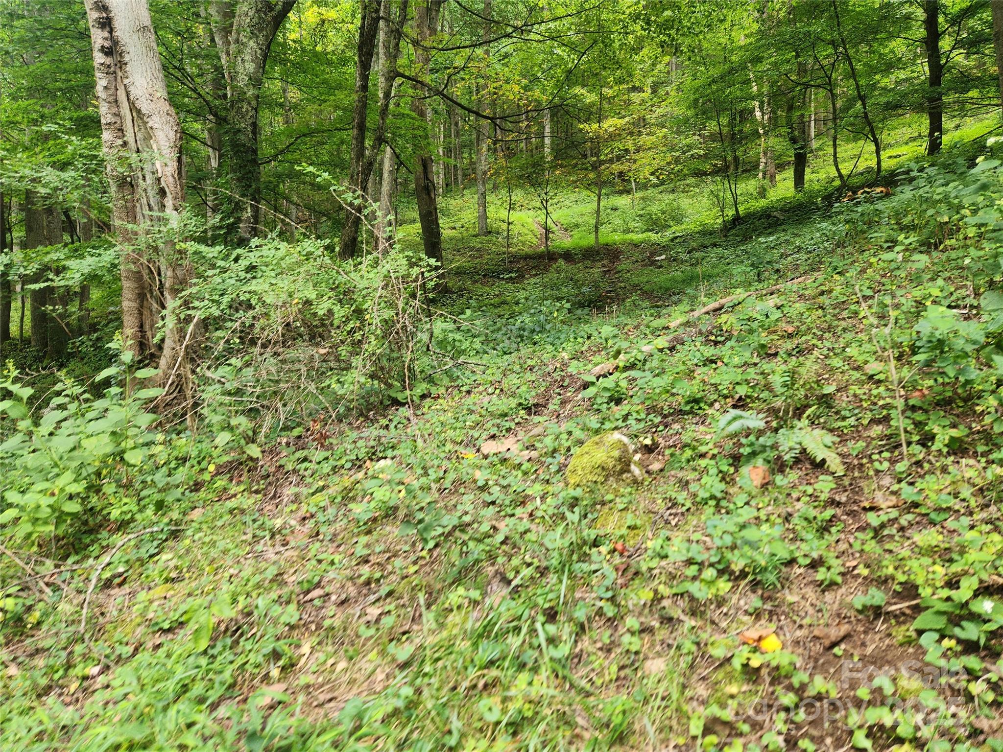1925 South Fork Road Marshall, NC 28753 - Photo 20 of 42 a view of a yard with plants and trees