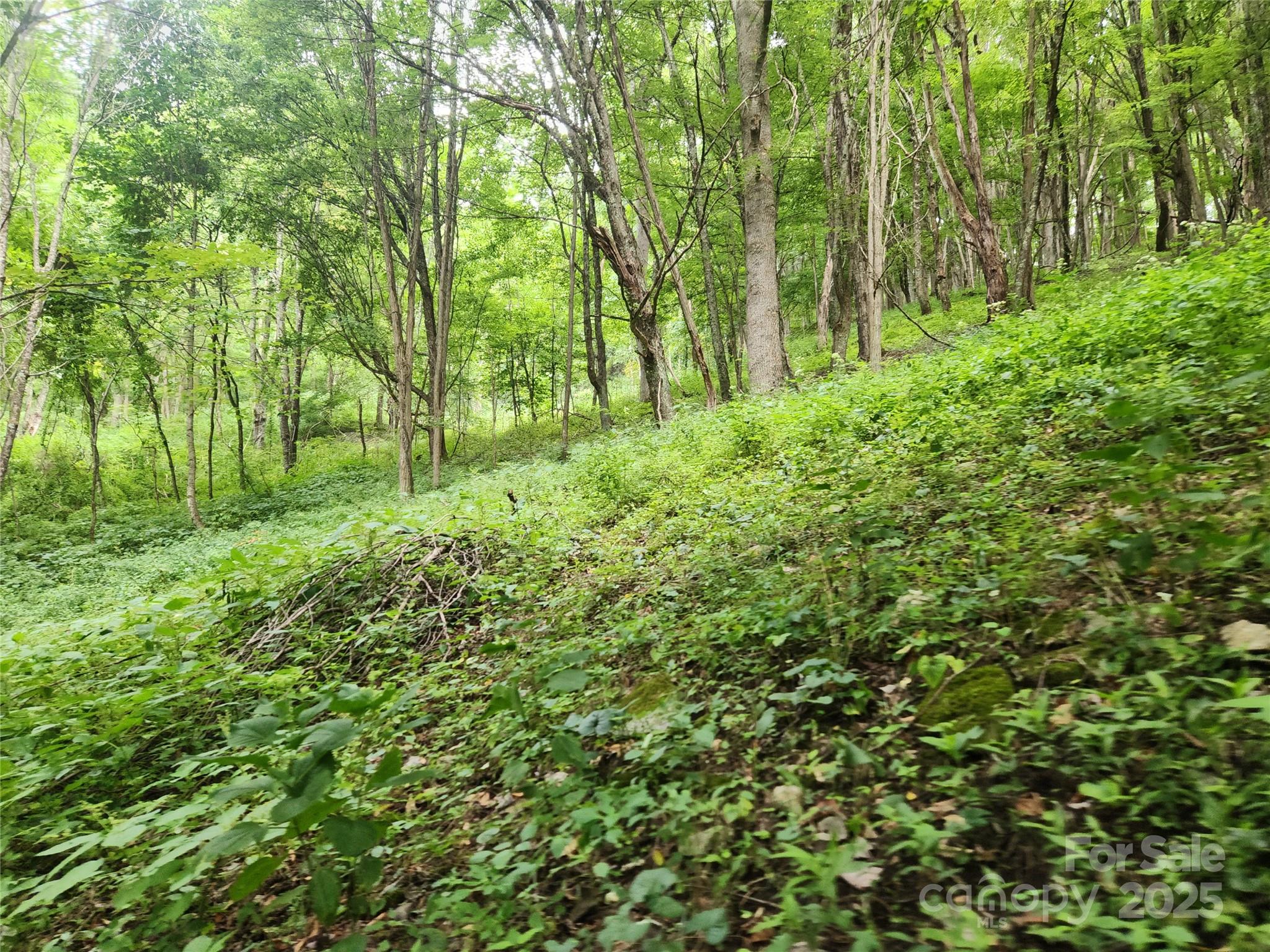 1925 South Fork Road Marshall, NC 28753 - Photo 22 of 42 a view of lush green forest