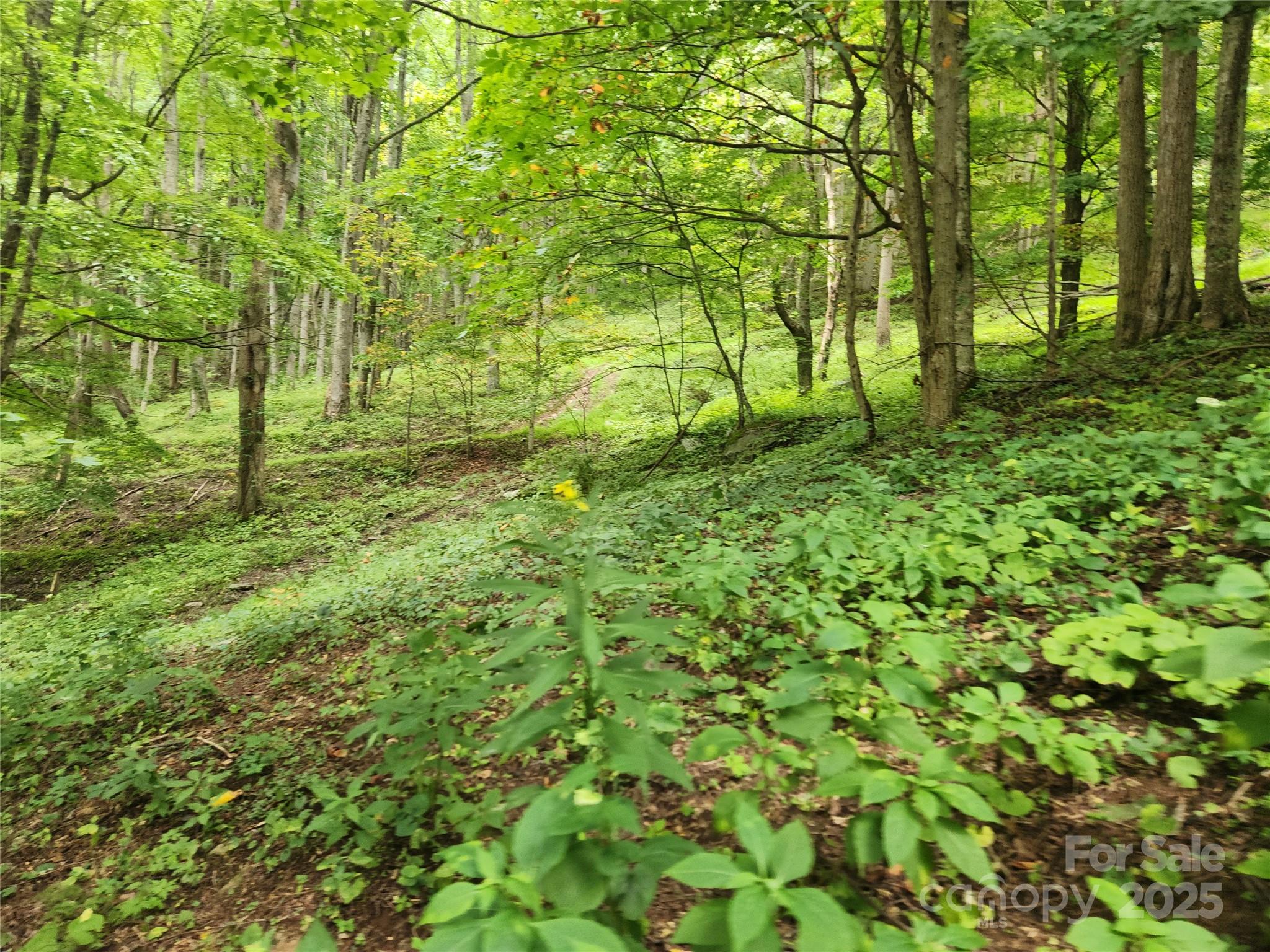 1925 South Fork Road Marshall, NC 28753 - Photo 23 of 42 a view of yard