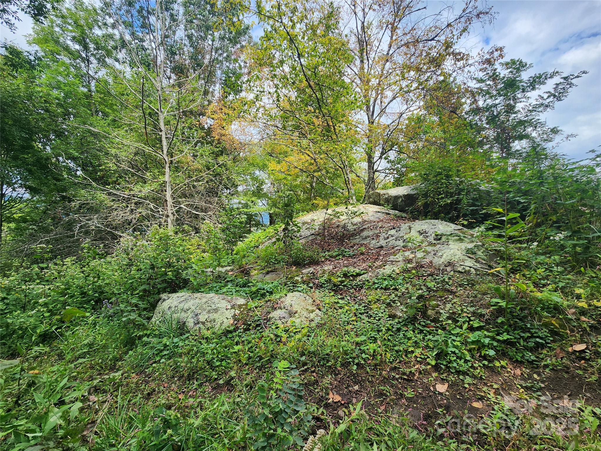 1925 South Fork Road Marshall, NC 28753 - Photo 27 of 42 a view of a lush green forest with lots of trees