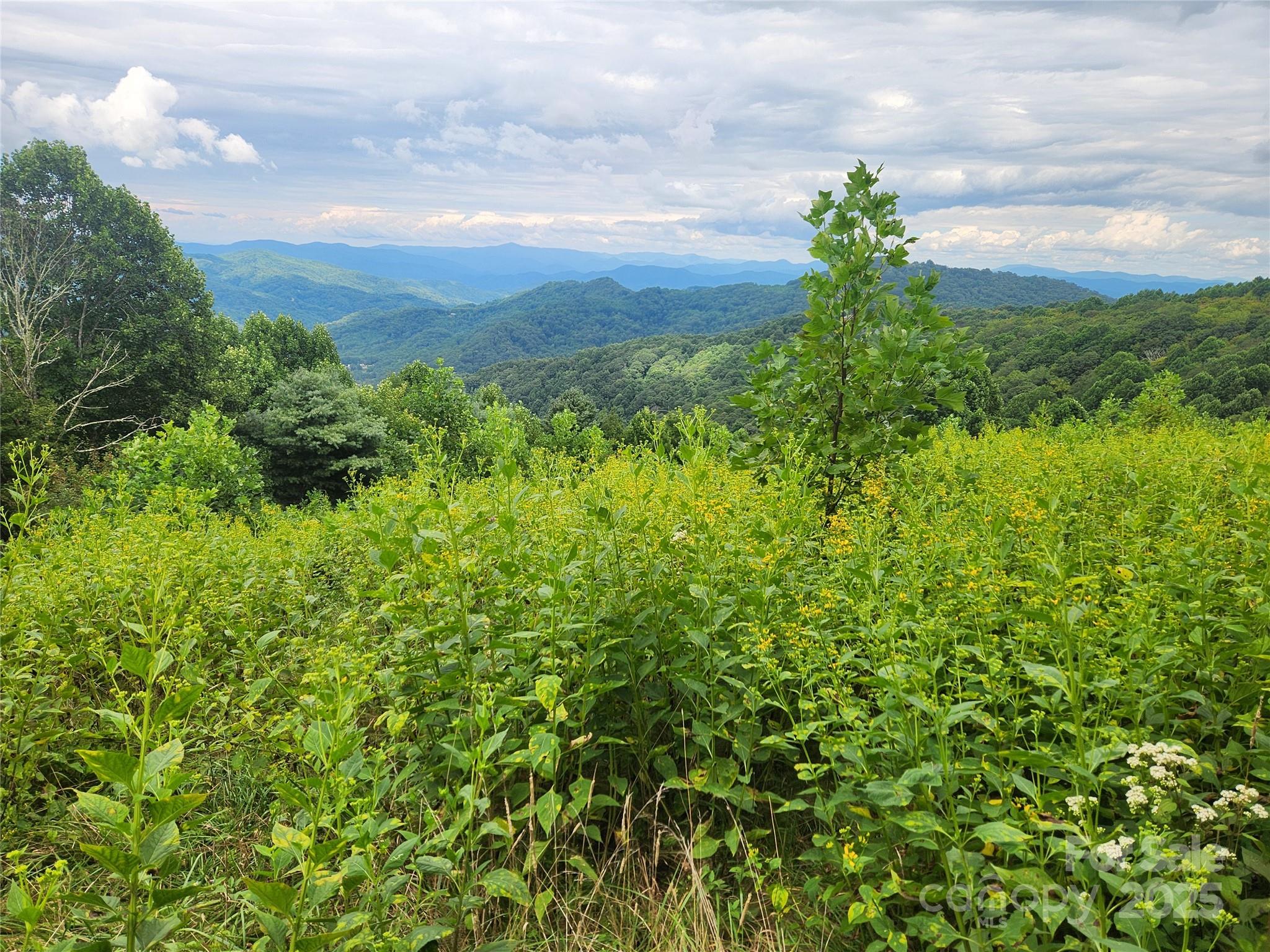 1925 South Fork Road Marshall, NC 28753 - Photo 32 of 42 a view of a garden