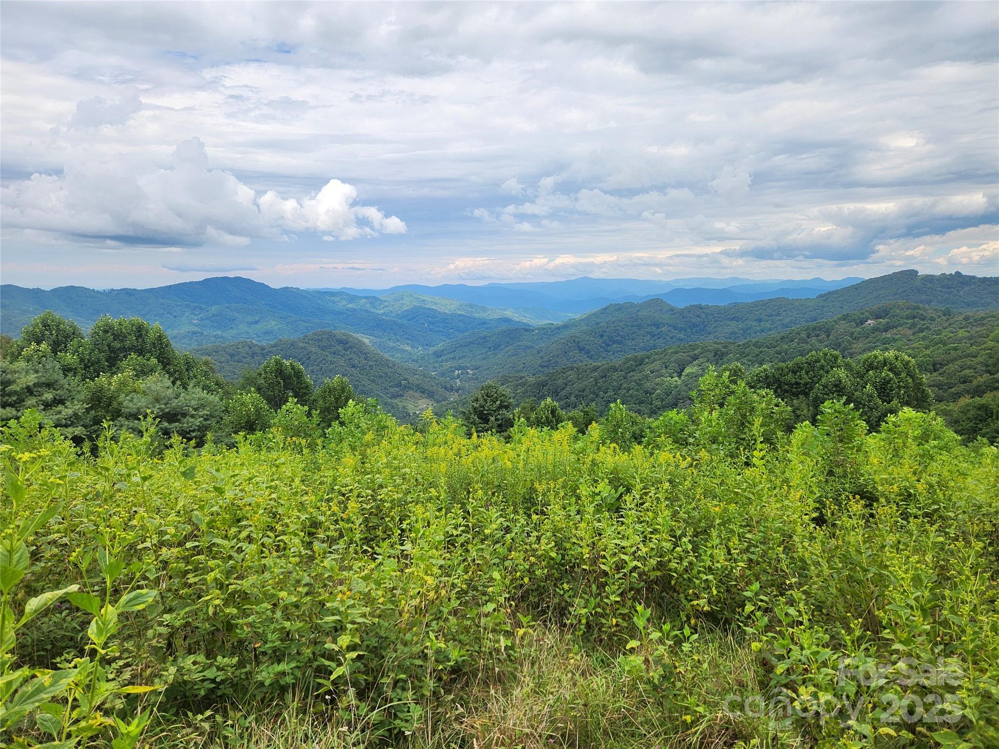 1925 South Fork Road Marshall, NC 28753 - Photo 34 of 42 a view of a bunch of trees and bushes