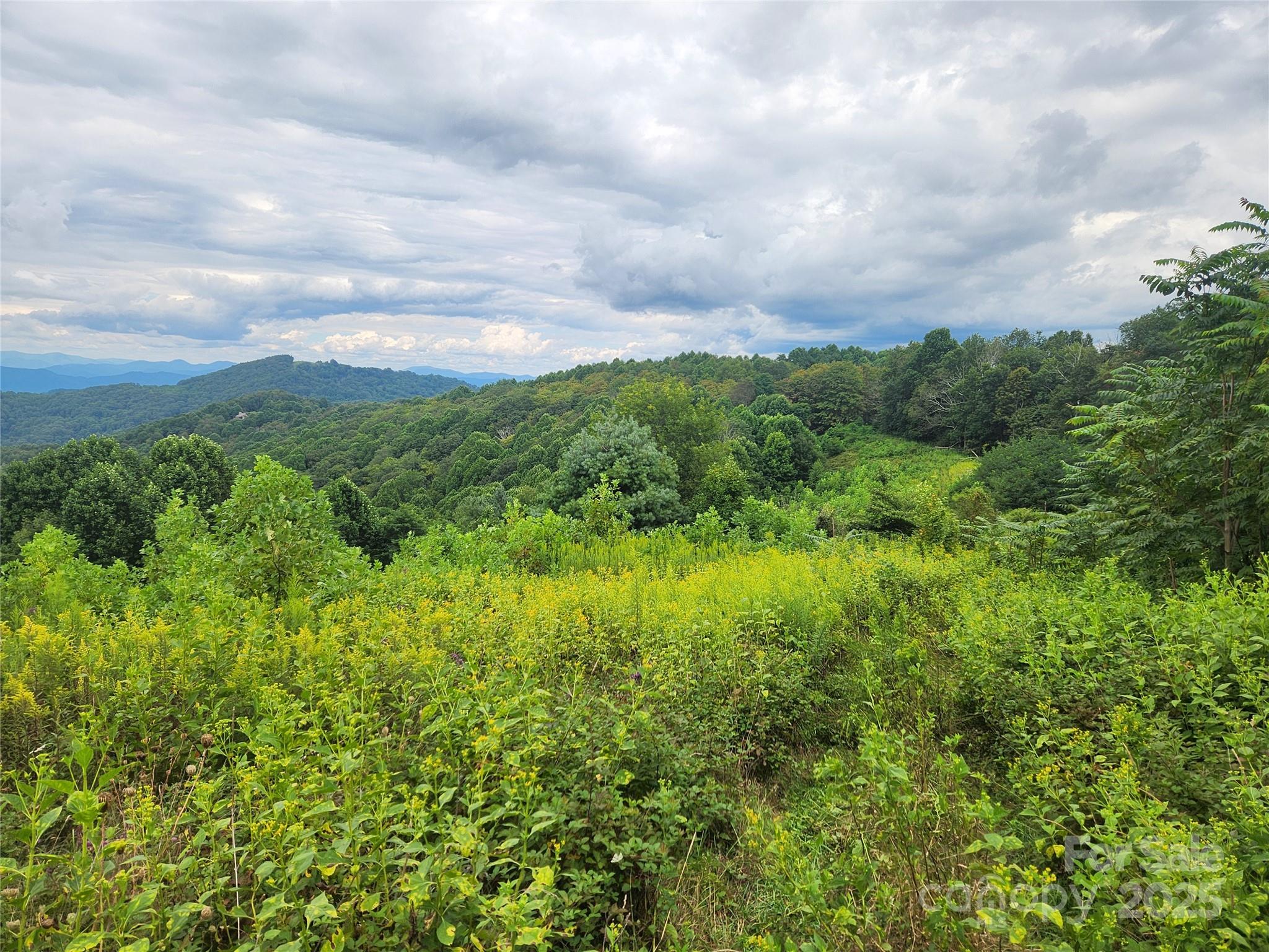 1925 South Fork Road Marshall, NC 28753 - Photo 35 of 42 a view of a bunch of trees