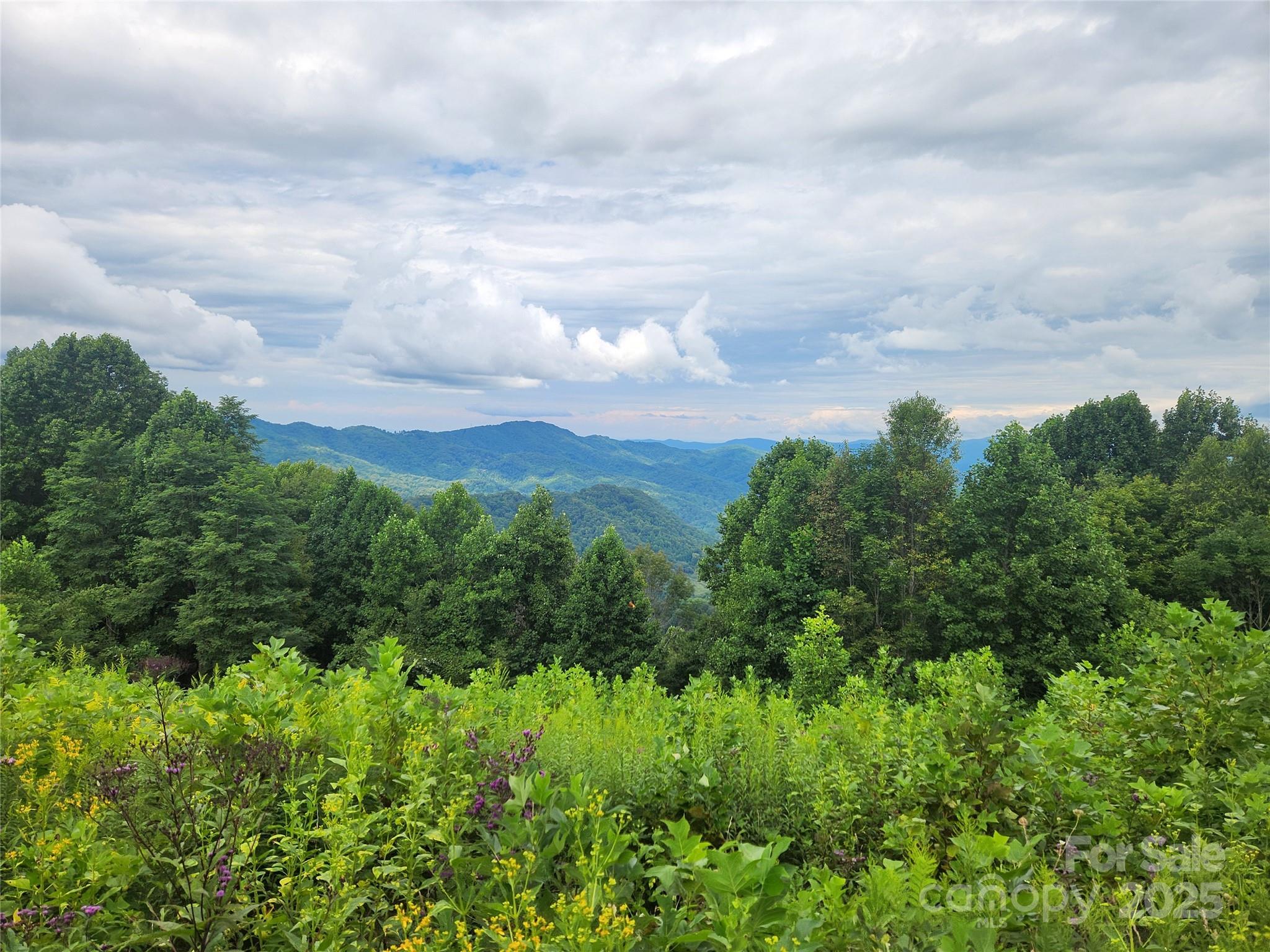 1925 South Fork Road Marshall, NC 28753 - Photo 36 of 42 a view of a bunch of trees and bushes