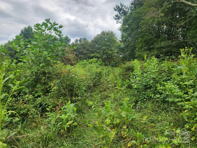 a view of a bunch of trees and bushes