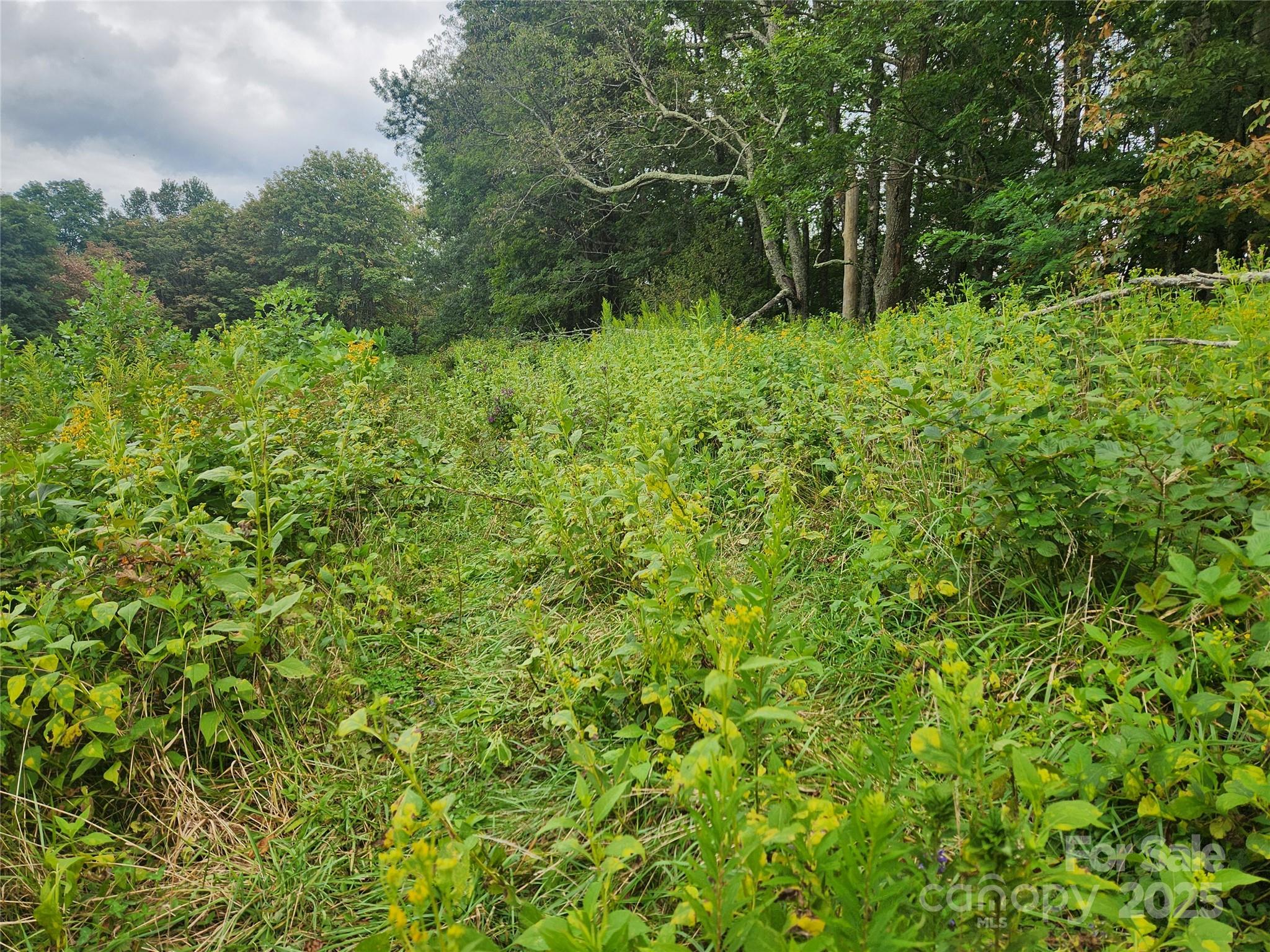 1925 South Fork Road Marshall, NC 28753 - Photo 38 of 42 a view of a lush green forest