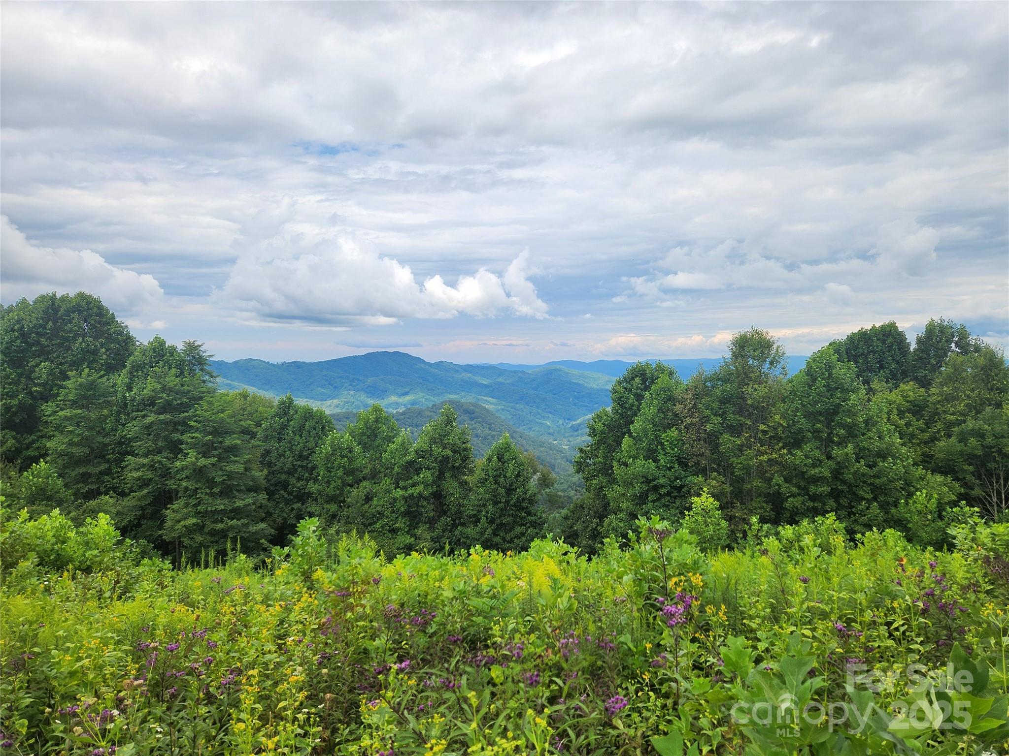 1925 South Fork Road Marshall, NC 28753 - Photo 40 of 42 a view of a bunch of trees and bushes