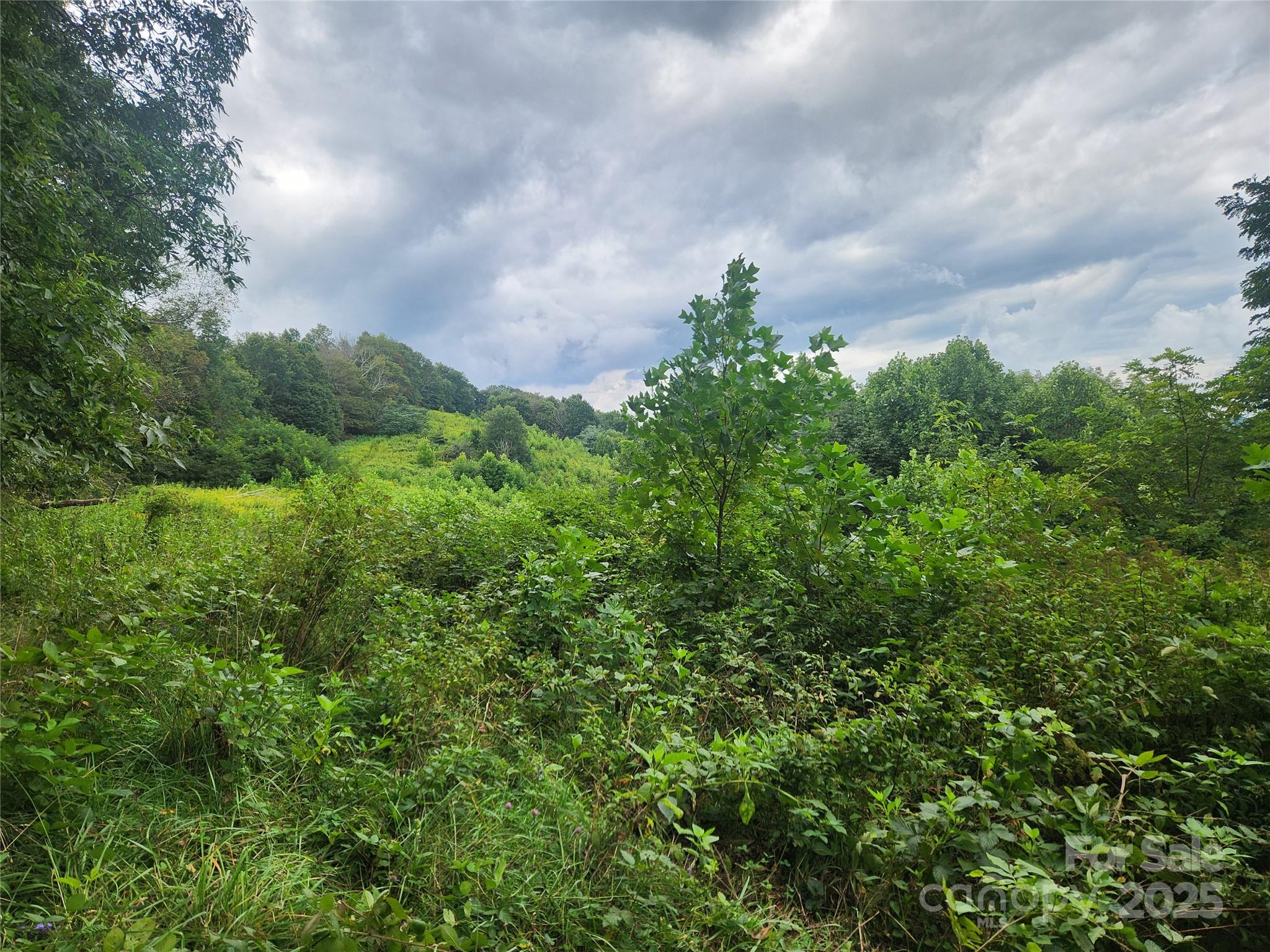 1925 South Fork Road Marshall, NC 28753 - Photo 41 of 42 view of a bunch of trees