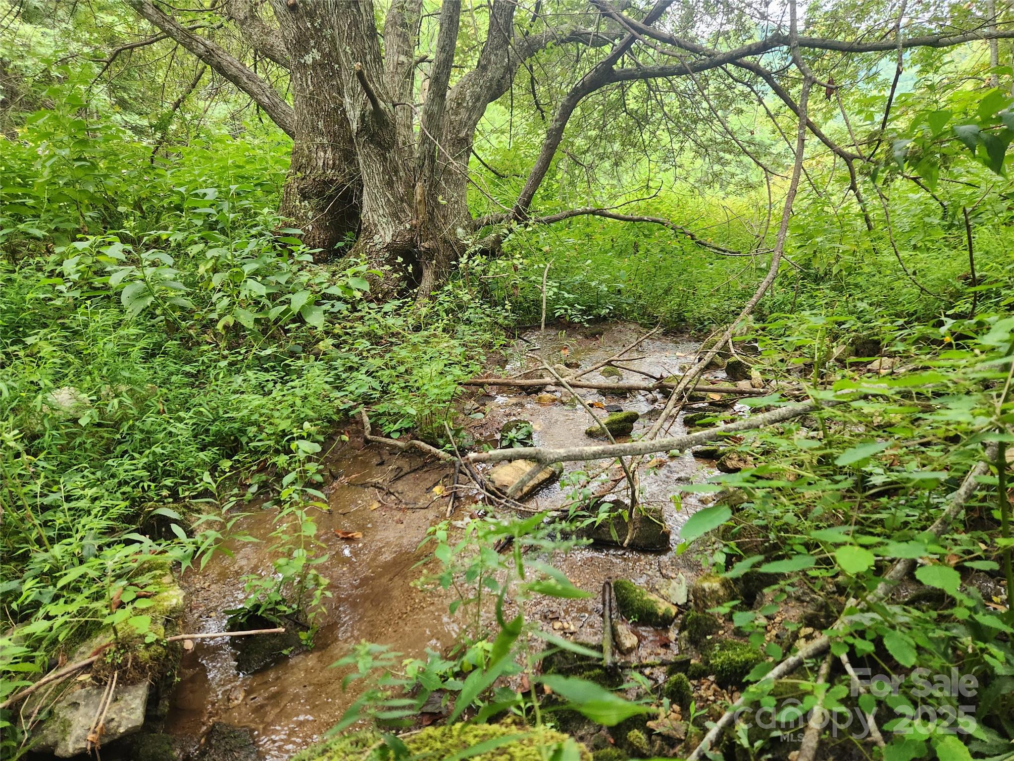 1925 South Fork Road Marshall, NC 28753 - Photo 7 of 42 a view of a yard with plants and trees
