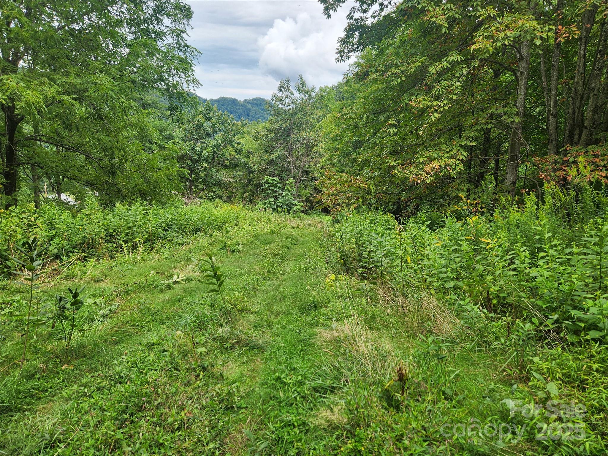 1925 South Fork Road Marshall, NC 28753 - Photo 10 of 42 a view of a lush green forest with lawn chairs and plants